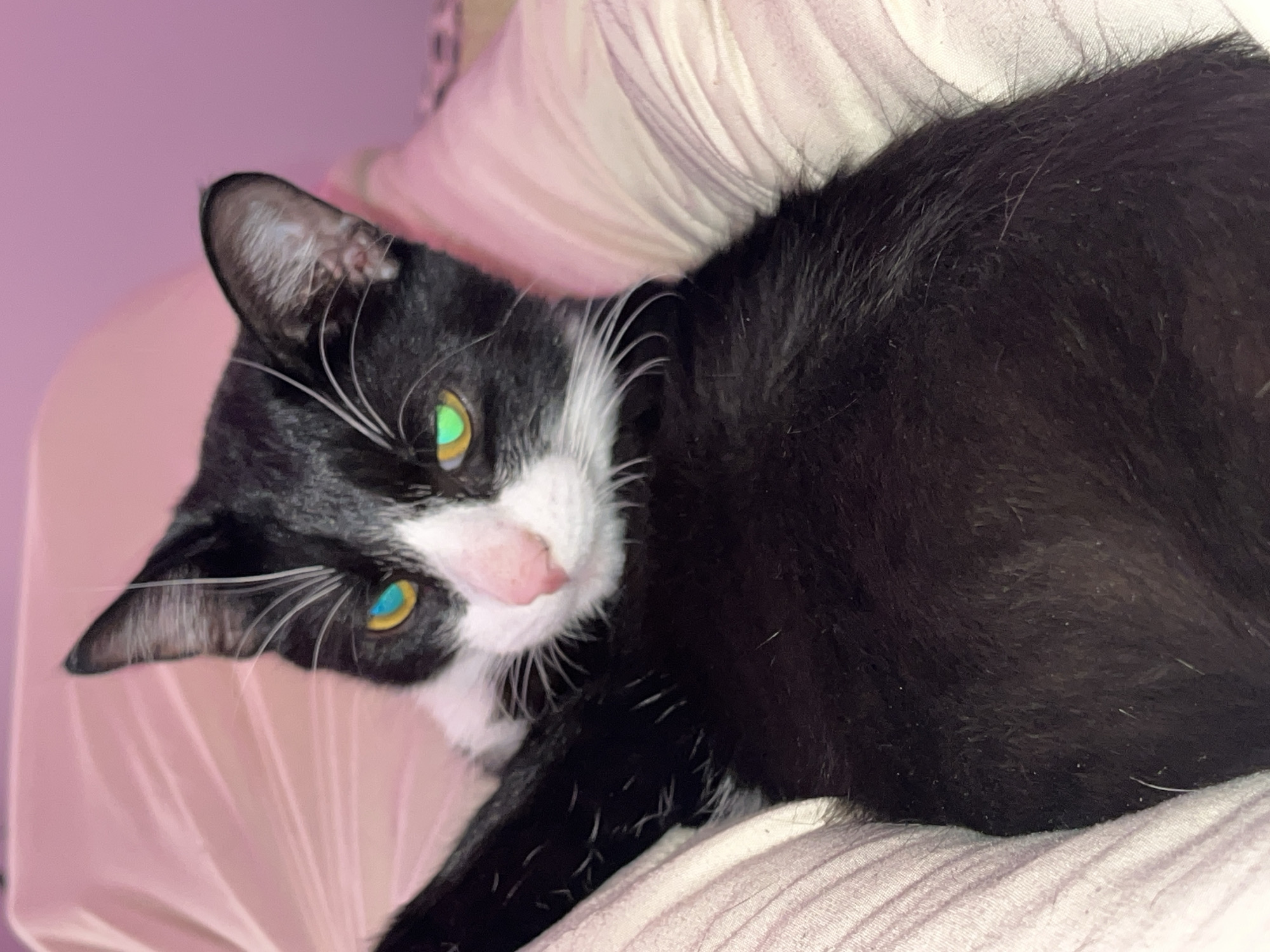 A black and white cat is lying on a light-colored patterned surface. The cat is mostly black, with white fur around its face and chest. Its eyes appear to be different colors, one green and one yellow. The background appears to be a pink wall.
The image was not taken in Saint Petersburg, Russia. There are no elements of that city.