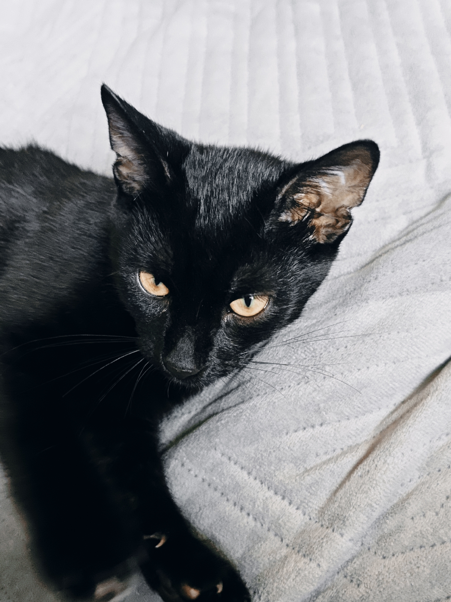 A close-up, overhead shot shows a black cat with bright orange eyes lying on a light gray, textured blanket. The cat's head is angled towards the viewer's right, with its ears perked up. The blanket has a raised striped pattern and appears to be soft. The lighting is dim, creating shadows that highlight the cat's features. The location is not specified.