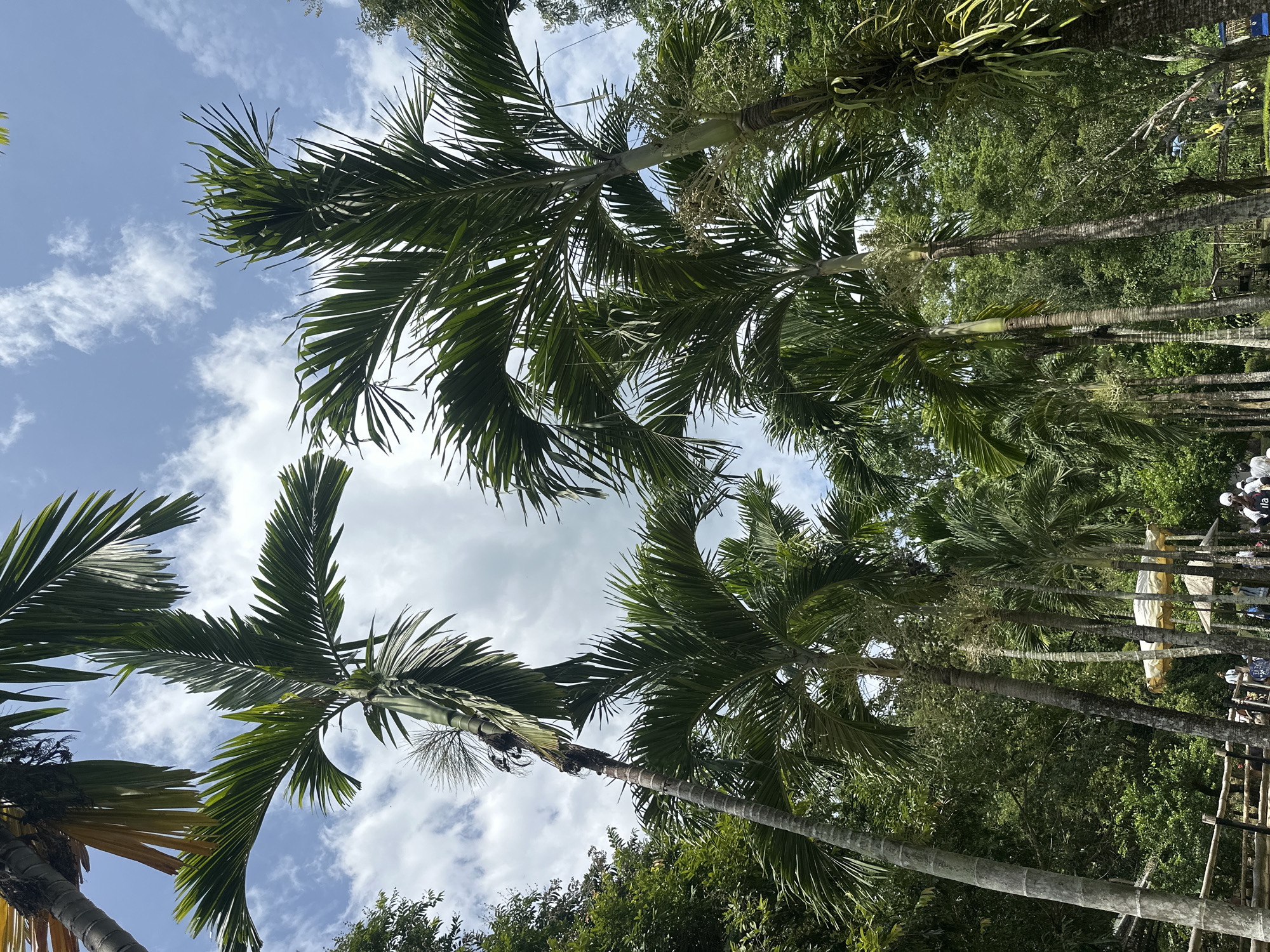 The image depicts a lush, tropical environment, likely a park or a botanical garden, with numerous palm trees dominating the foreground and midground. The palm trees, of varying heights and species, have slender, segmented trunks and large, feathery fronds reaching towards a partly cloudy sky. The foliage is dense, with a variety of green hues indicating healthy growth. In the background, more mature trees with darker green leaves form a dense canopy, suggesting a natural or well-established landscape.
At the bottom of the image, there is evidence of human activity. A wooden fence runs along the left side, separating a path or walkway from what appears to be an exhibit or enclosed area. Several people are visible, walking along the path. Some are dressed in casual clothing, and one person is wearing a white hat. In the distance, there are structures that appear to be shaded seating areas or pavilions, with light-colored awnings, and possibly some sort of vehicle or cart. The overall impression is a sunny day in a vibrant, green outdoor recreational space.
Based on the visual cues, the location is identified as the "Thien Duong Cave" (Paradise Cave) area near the city of Khánh Vĩnh, Vietnam. This is a region known for its natural beauty and karst formations, often featuring tropical vegetation and cave systems. The presence of well-maintained paths, fencing, and shaded structures indicates a developed tourist attraction within this natural setting.