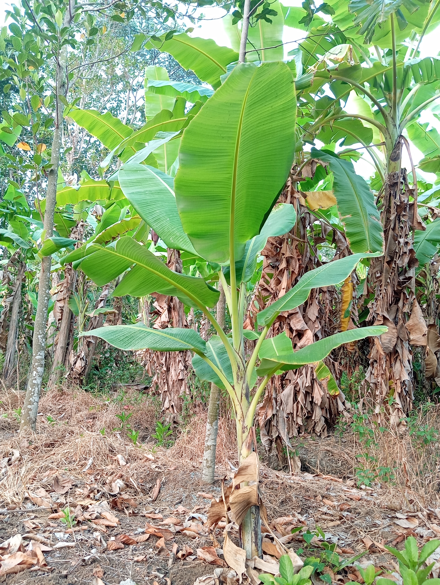The image depicts a dense banana plantation in Sudikampiran, Indonesia. The foreground features a young banana plant with vibrant green leaves, surrounded by dry, fallen banana leaves and straw on the ground. Several mature banana trees with thick, brown, dried pseudostems are visible in the mid-ground and background. Their large, green leaves fan out, creating a canopy. The environment is lush and tropical, typical of rural Indonesia, with dense vegetation and a natural, uncultivated appearance. No people or animals are present in the scene. The lighting suggests it is daytime.