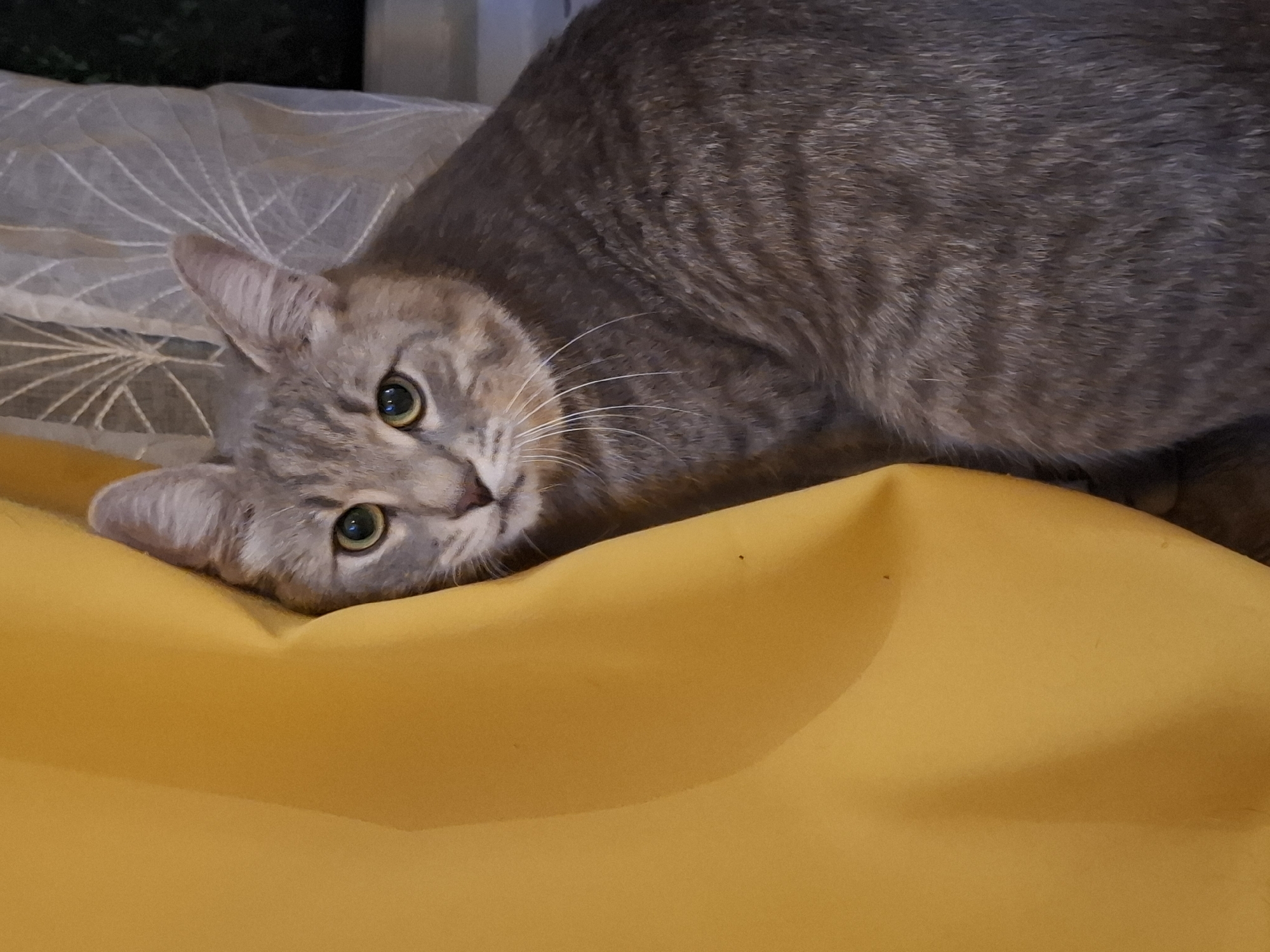 A grey tabby cat with green eyes peers out from behind a bright yellow curtain. The cat is positioned to the right of the frame, its body curved and its face turned towards the viewer. Behind the cat, a sheer, white curtain with a delicate, fan-like pattern is visible. The background is dark and out of focus, suggesting an indoor setting, possibly a home in Zemun Urban Municipality, Serbia. The lighting is soft, casting a gentle glow on the cat's fur and the yellow fabric.