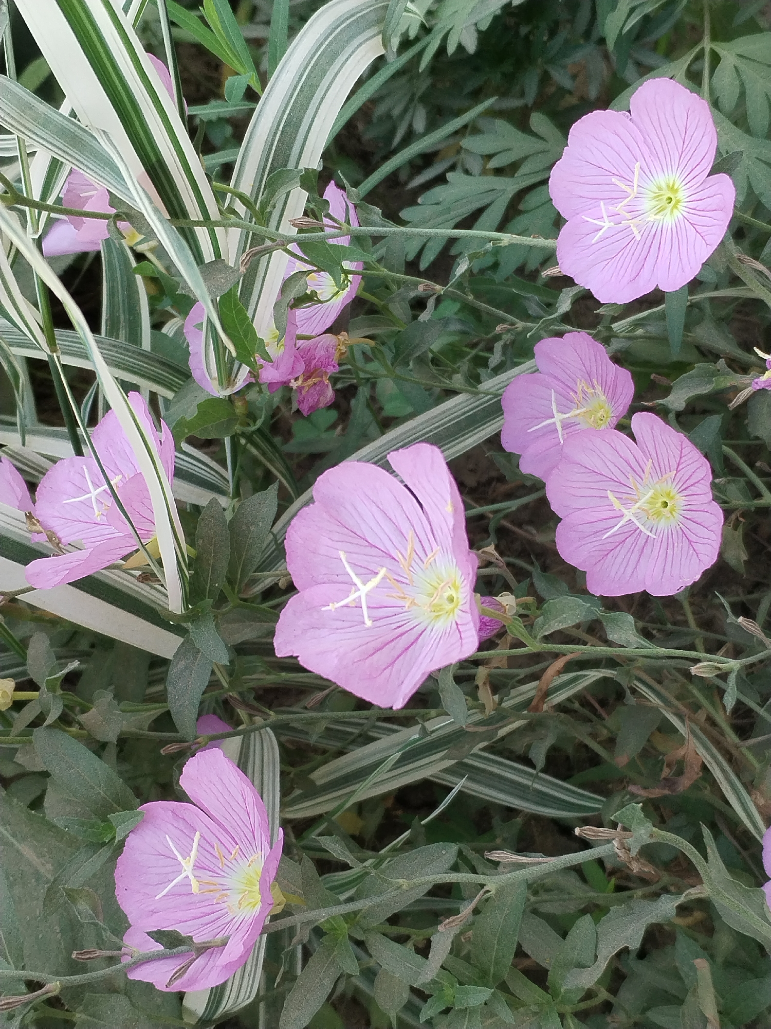 The image is a close-up, overhead view of several pink evening primrose flowers (Oenothera speciosa) growing amidst green foliage and variegated striped leaves. The flowers are in various stages of bloom, with some fully open and others partially closed. Each flower has delicate, crinkled petals and a prominent stamen with yellow anthers. The background consists of dense green leaves and stems, and a few dried, brown leaves are also visible. The variegated leaves have prominent white and green stripes running lengthwise. There is no evidence of human presence or activity in the image. The scene appears to be a natural or cultivated garden setting, possibly in Moara Domnească, Romania, given the context of the prompt. The lighting suggests it is daytime, with soft natural light illuminating the flowers and foliage.