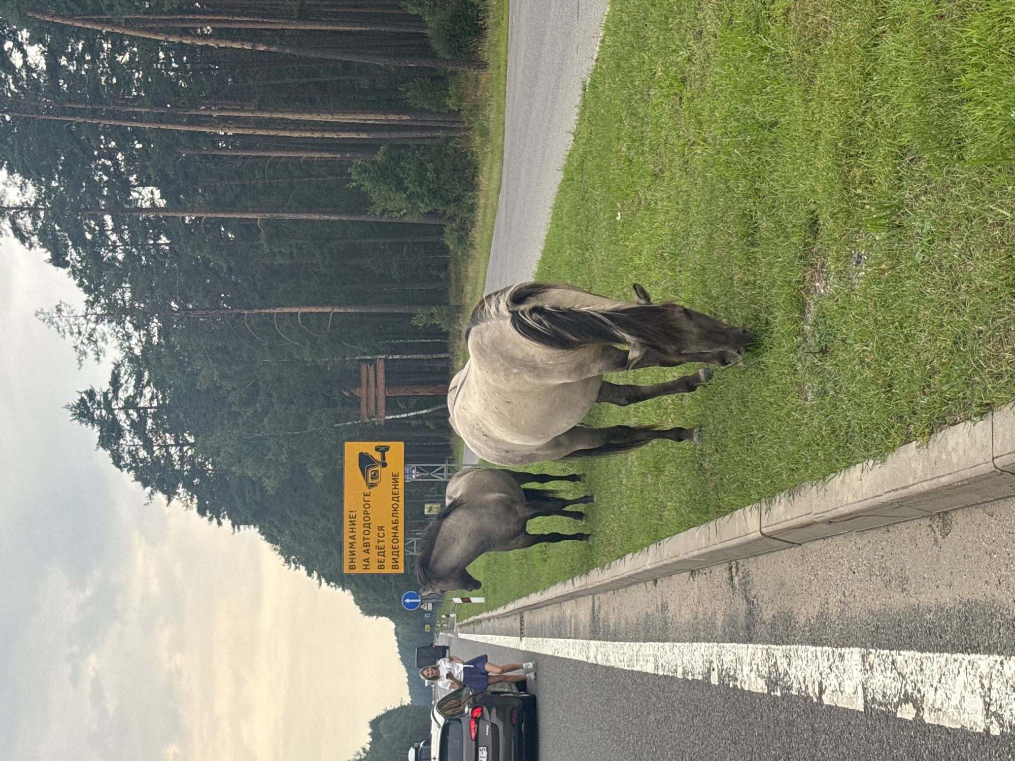 In a rural setting near Бакштаўскі сельскі Савет, Belarus, two horses graze on the grassy shoulder of a road. The road is lined with tall pine trees. A yellow warning sign with an image of a security camera and Russian text indicating "ATTENTION! VIDEO SURVEILLANCE IS BEING CONDUCTED ON THE ROADWAY" is prominently displayed. A woman in a white t-shirt and blue skirt stands near a parked car on the left side of the road, holding a mobile phone. Several cars are visible on the road, suggesting it is a moderately trafficked area. The sky is overcast with scattered clouds.