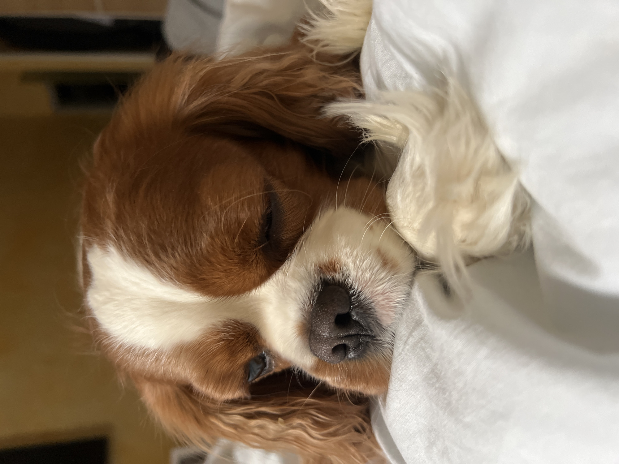 A Cavalier King Charles Spaniel with brown and white fur is asleep, nestled in white bedding. The dog is positioned on its side, with its head resting on the bedding. The scene appears to be indoors, potentially in a bedroom. There is no evidence to suggest this image was taken in Khimki, Russia.