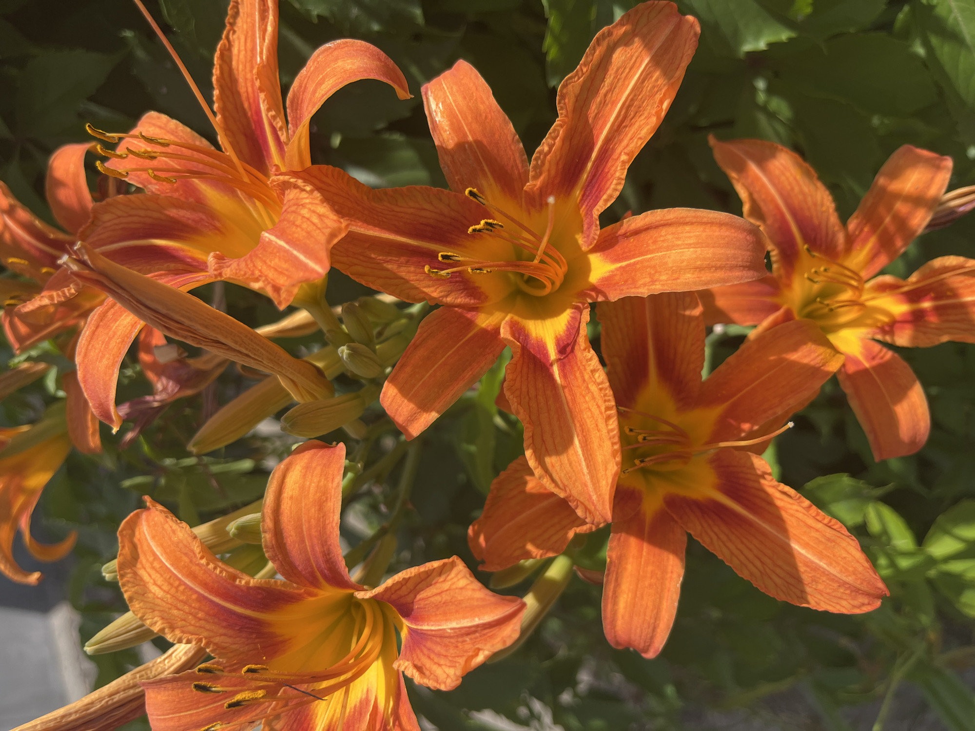 A close-up, high-angle shot captures a cluster of vibrant orange daylilies in bloom. The flowers, with their six-petaled, trumpet-like forms, dominate the frame. Their petals are a rich orange, transitioning to yellow and a hint of red closer to the center, with delicate lines radiating from the throat. The stamens, tipped with dark anthers, protrude from the center of each bloom. Some of the lilies are fully open, while others are still partially closed or in bud. The background is a soft blur of green foliage, suggesting a garden setting. The lighting indicates it is daytime, possibly late afternoon due to the warm tones and shadows cast on the petals. There are no people or text visible in the image. The overall impression is one of natural beauty and the peak of summer blooming.