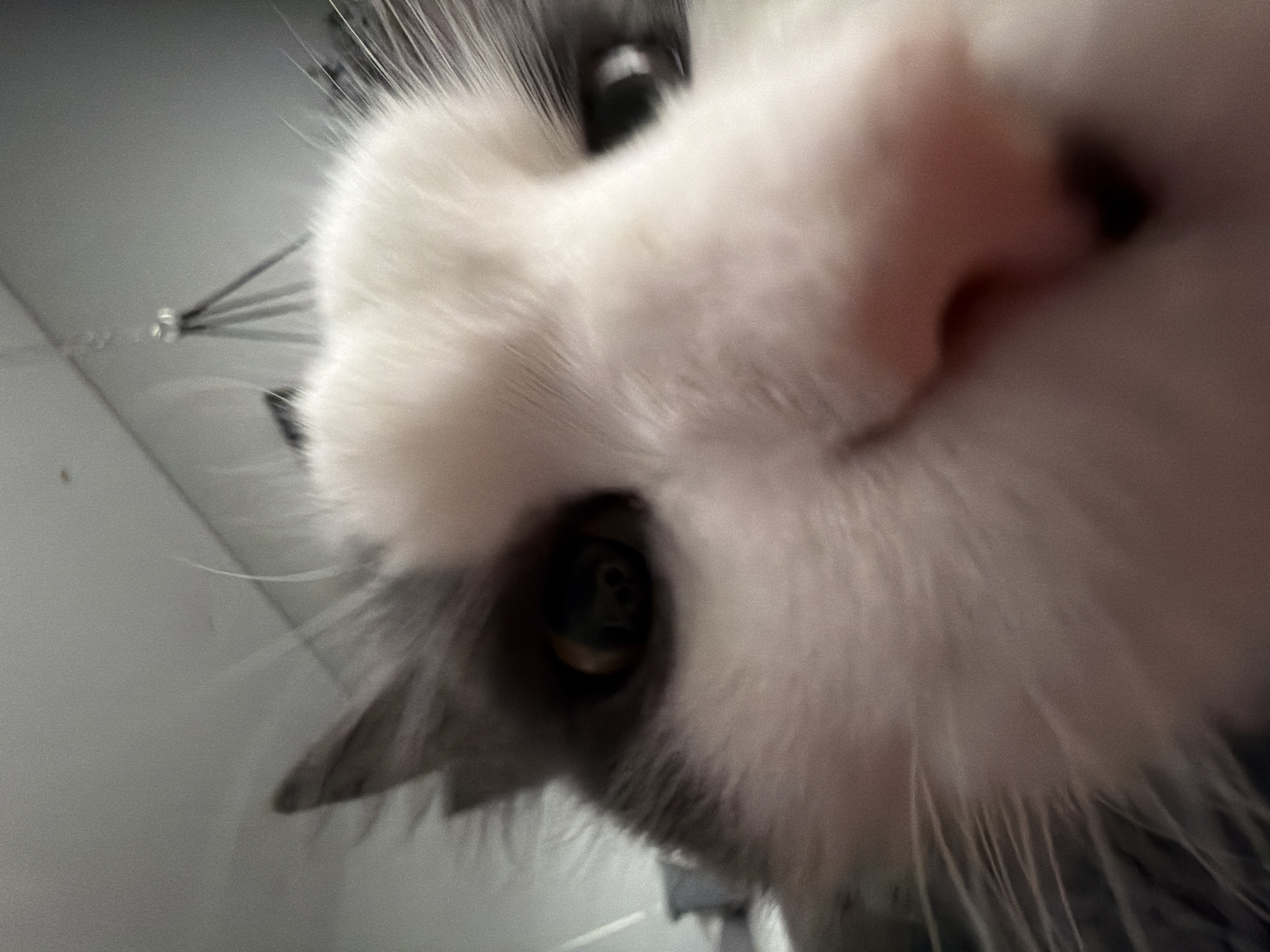 A close-up photograph shows the face of a cat, dominated by its pink nose and white fur. One eye is visible, and there are whiskers. The background is out of focus, appearing to be a white or gray surface. The overall image suggests a casual, candid shot taken at close range. There is no indication of the city of Chaikovsky, Russia.