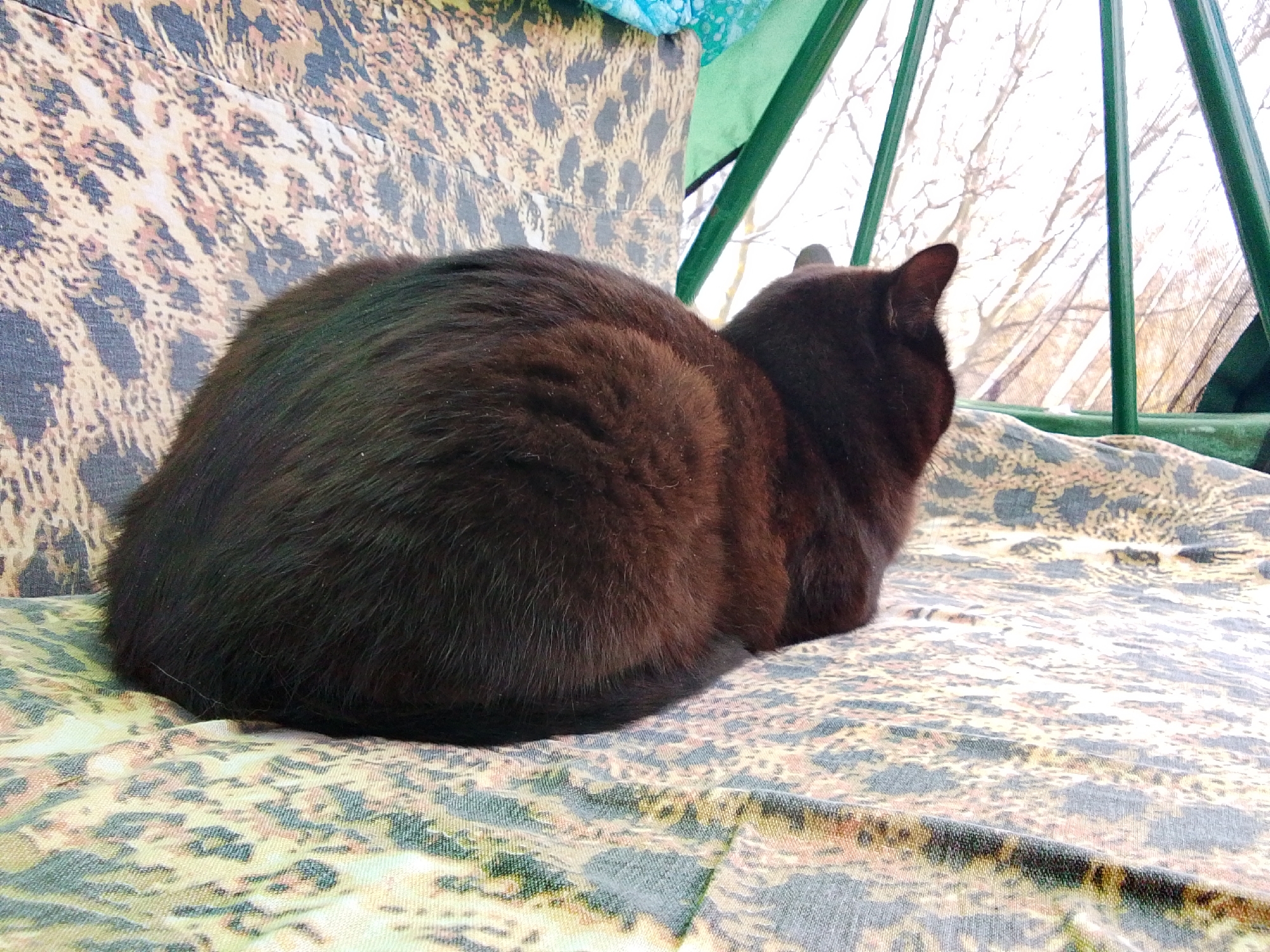 A dark brown to black cat is the primary subject, seen from behind, curled up and facing towards a window on the right side of the frame. Its fur appears thick and slightly ruffled. The cat is resting on a surface covered with a patterned fabric that resembles camouflage or leopard print in shades of beige, brown, and grey. This fabric also covers what appears to be a backrest or side of a piece of furniture behind the cat.
Through the window, several green metal bars of a frame or structure are visible, creating a geometric pattern. Beyond these bars, the view outside shows a bright, diffused light and numerous bare tree branches, suggesting a season without leaves, such as winter or early spring. The overall scene depicts a calm moment of the cat observing the outdoors from a cozy indoor spot. There is no visible text in the image. The location is Khlevnoye, Russia.