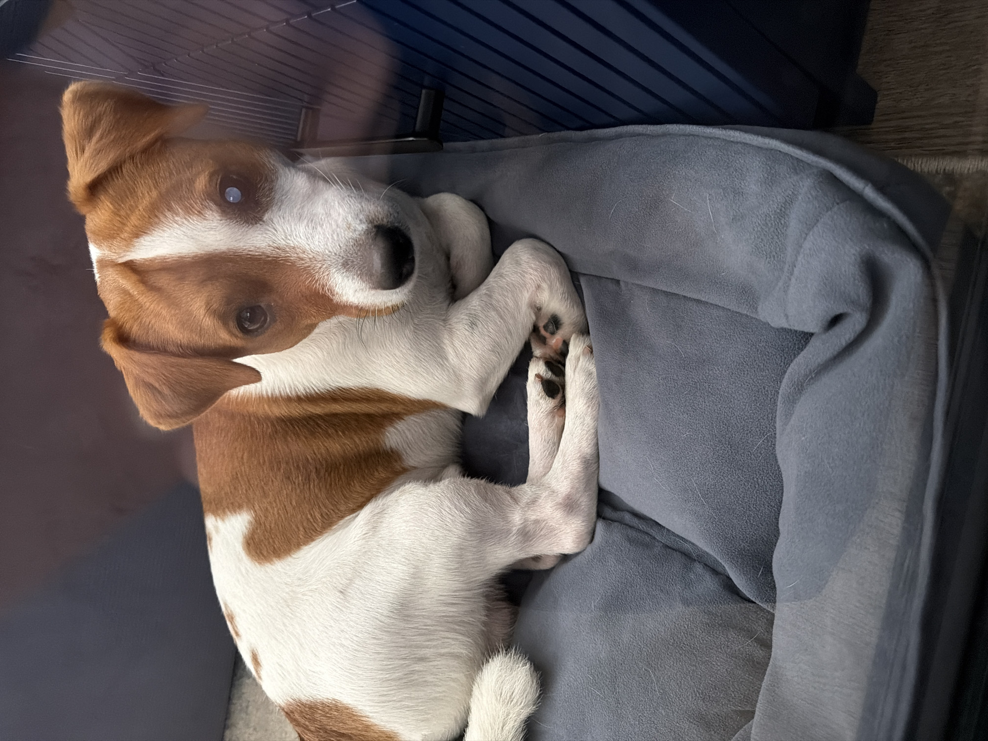 A Jack Russell Terrier puppy is curled up and resting in its dog bed. The puppy has white fur with brown markings on its head, ears, and back. Its eyes are open, and it appears alert. The dog bed is a soft, gray material, and it is placed inside a dark blue dog crate. The background shows a wooden floor. The lighting suggests it might be daytime, but no specific time can be determined. The overall scene conveys a sense of comfort and relaxation for the puppy. There is no visible text in the image. The location context is Moscow, Russia.