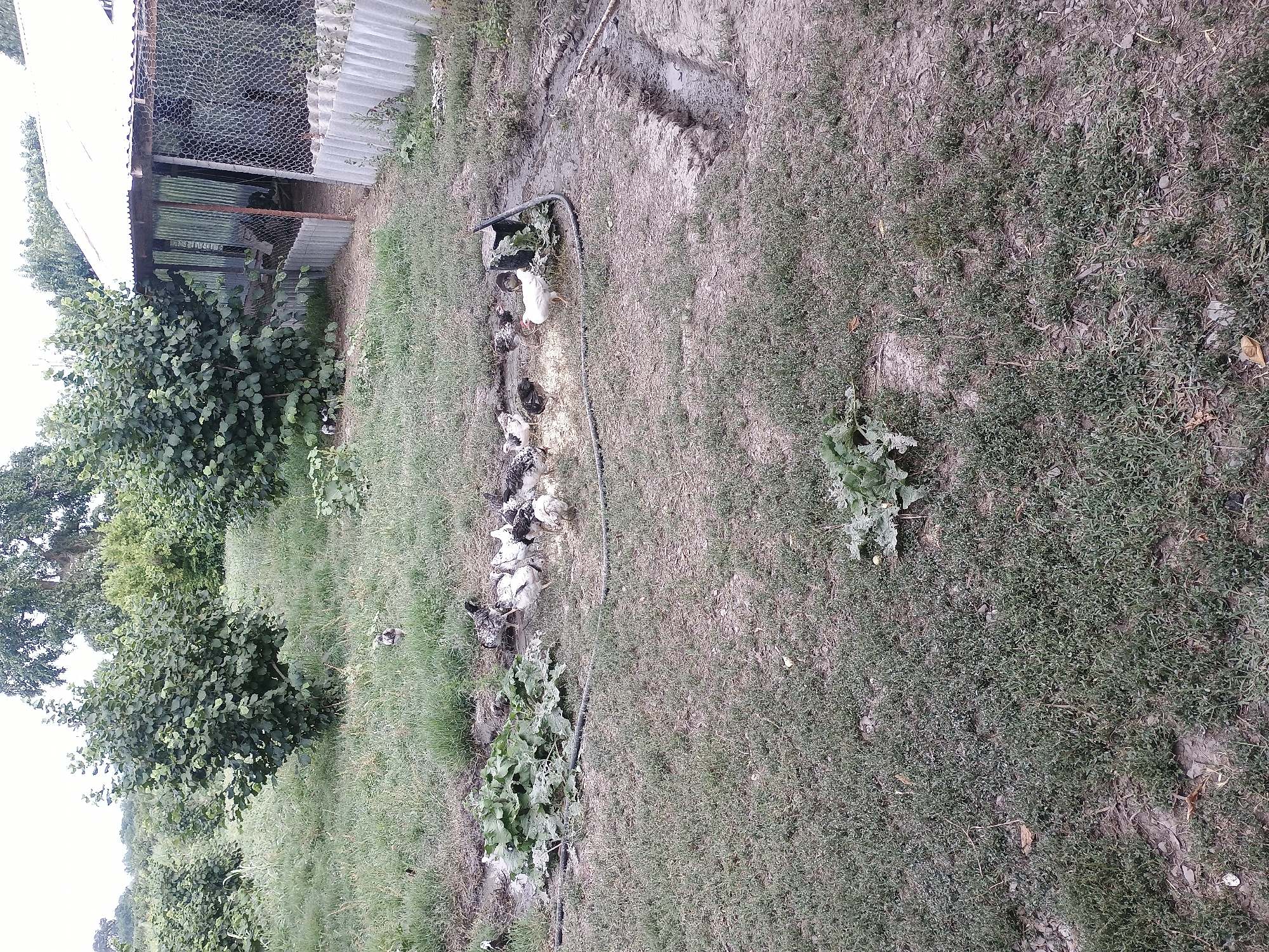 A group of chickens are gathered in a muddy area with a black tub. The chickens are of various colors, including white, black, and speckled. They appear to be pecking at something in or around the tub, possibly food or water. The ground around them is a mix of grass and bare earth, with some muddy patches. To the left of the chickens, there is a fenced enclosure, likely a chicken coop, with a corrugated metal roof and siding. Trees and lush green foliage are visible behind and to the left of the enclosure. The overall setting suggests an outdoor rural or farm environment. The lighting suggests it is daytime, with possibly overcast conditions given the muted colors. No text is visible in the image.