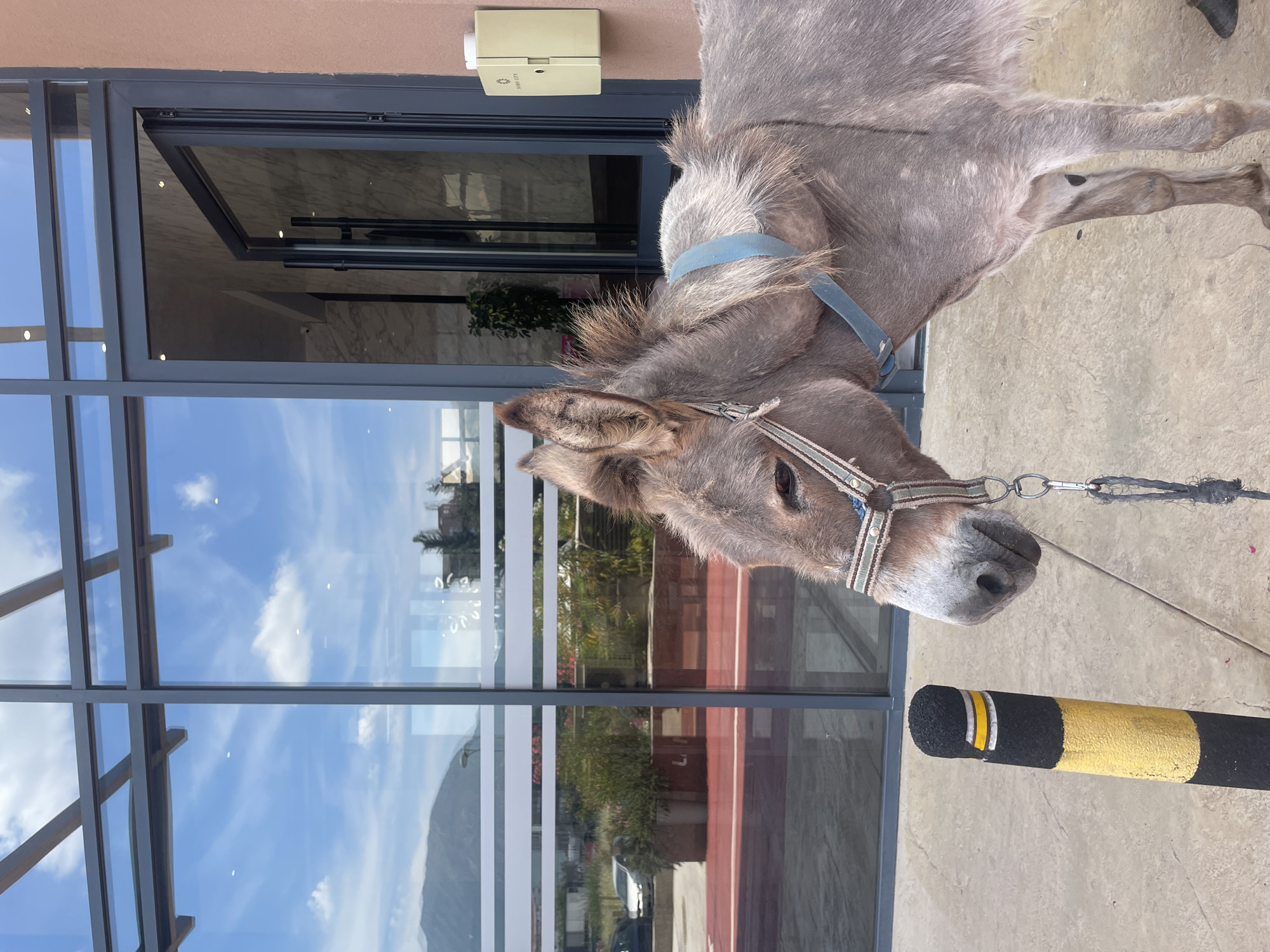 A gray donkey with a halter and blue strap stands on a concrete sidewalk in front of a modern building with glass doors and windows. The building has a light brown facade. To the left of the donkey, a yellow and black striped bollard is visible. Reflections of mountains, sky, and clouds can be seen in the glass of the building. The scene appears to be in Bar, Montenegro, suggested by the presence of the "Smartech City" intercom system on the building's exterior.