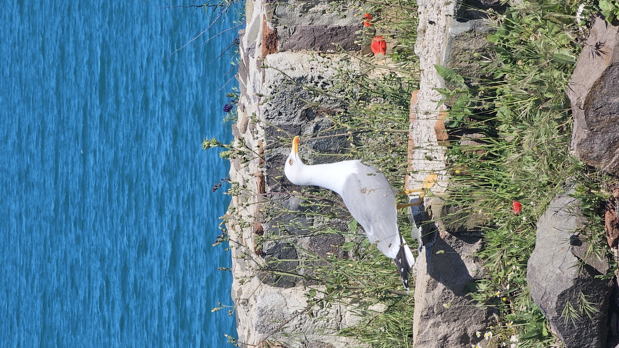 A vertical medium shot captures a seagull standing on a rocky and grassy edge near the coast in Sozopol, Bulgaria. The seagull, predominantly white with gray wings, has a bright yellow beak pointed skyward. The bird stands among green vegetation, with red and white flowers interspersed. Behind the rocky edge, the bright turquoise waters of the Black Sea stretch into the distance. The rocky edge consists of a mix of large stones and brick fragments, giving the appearance of a crumbling wall.