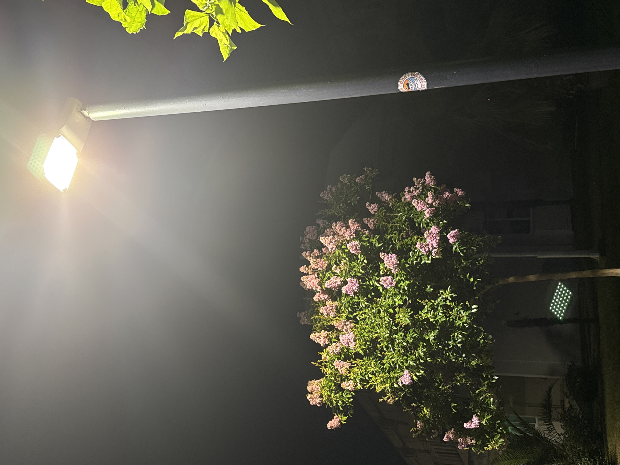 A tall, grey streetlamp illuminates a blooming tree with pink flowers against a dark, night sky. To the right of the streetlamp, a branch with green leaves is visible. The streetlamp has a sticker with a circular design featuring a skull wearing a hat and what appears to be a tentacle. In the background, the facade of a building is dimly lit, and a palm tree is partially visible. A square, green-lit fixture is on the ground to the left of the tree. The scene appears to be set in an outdoor urban area, likely a park or a street in Budva, Montenegro.