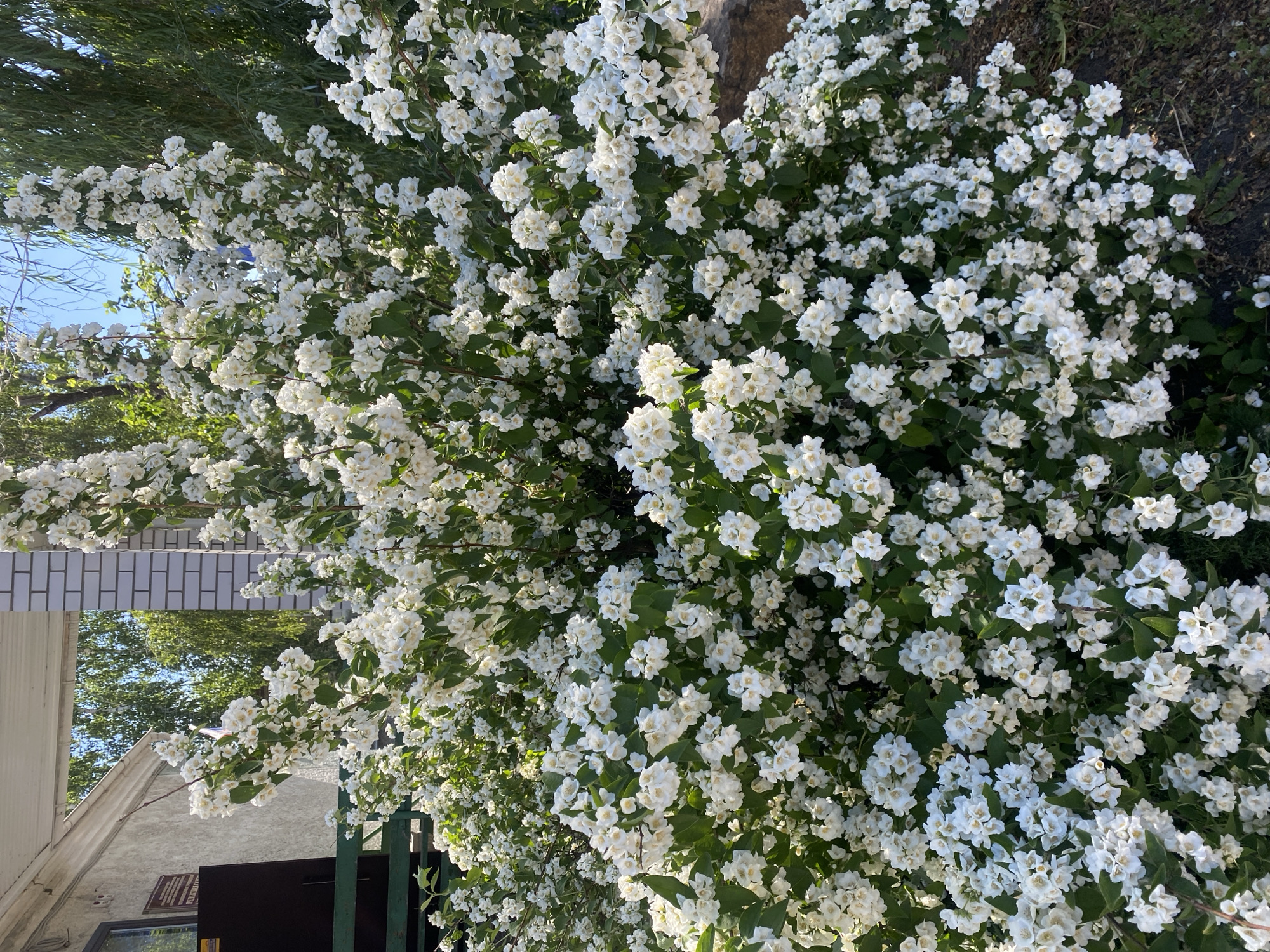 The image depicts a close-up view of a blooming jasmine bush, heavily laden with white flowers. The bush is situated outdoors, with hints of a building to the left, possibly a brick structure with a white awning. Green foliage forms the backdrop for the abundant white blossoms. The ground beneath the bush appears to be a mix of dirt and dry leaves. The lighting suggests it is daytime, with sunlight illuminating the scene. The location is specified as Mamontovo, Russia. There are no people or animals visible in the image.