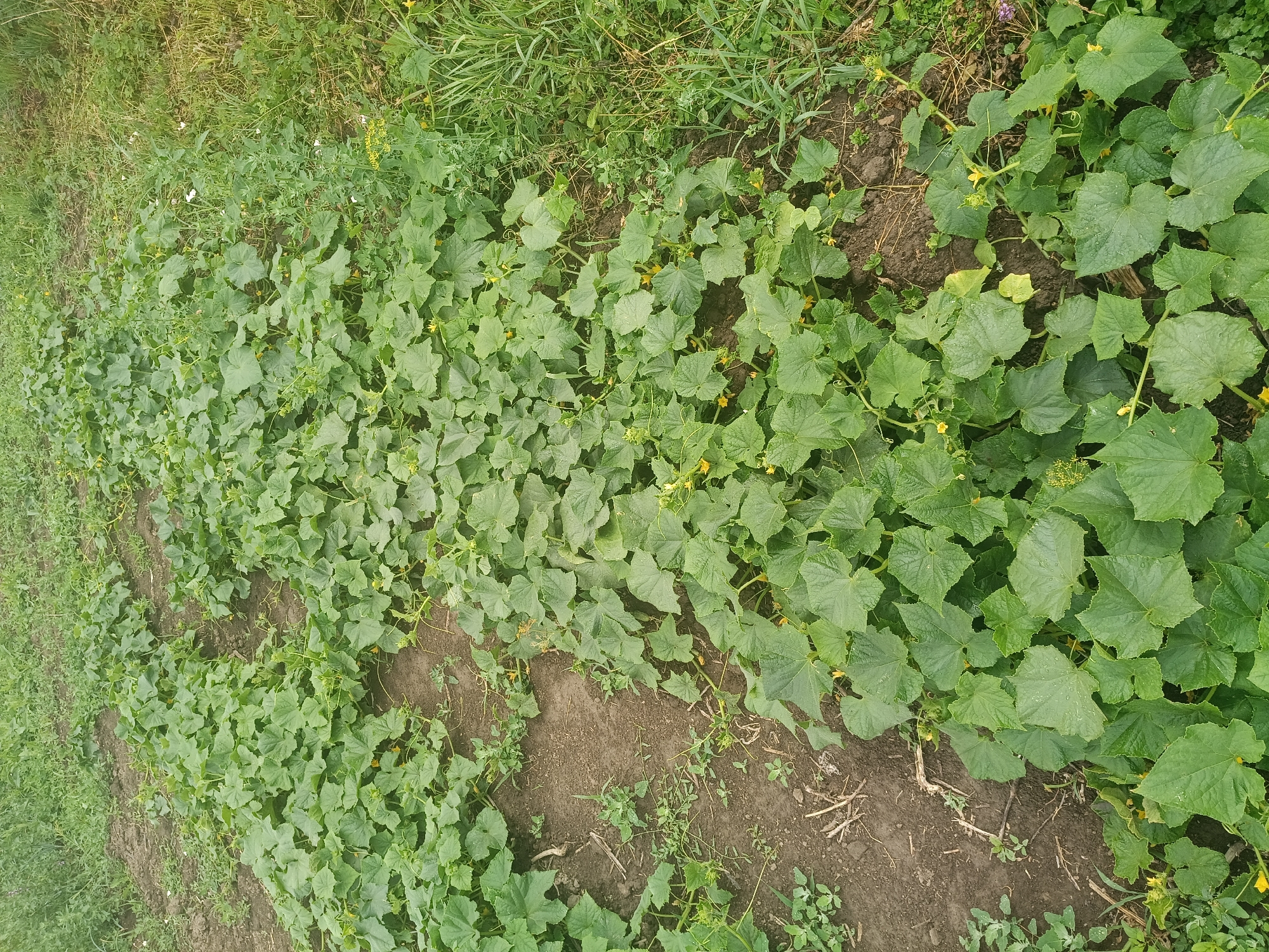 The image depicts rows of cucumber plants in a garden setting. The plants are lush and green, with large, lobed leaves and small yellow flowers visible. Some of the plants are beginning to spread out along the dark soil, forming a dense ground cover. To the right of the cucumber rows, there is an area of taller, wilder grass and other greenery, suggesting the edge of the cultivated area or a less maintained section of the garden. The soil appears to be dark and rich, with some dry plant debris scattered on the surface. The overall scene suggests a growing season in progress, with the plants healthy and developing. There are no people or animals visible in the image. The image does not contain any information that would allow for the precise location within the city of Litynia, Ukraine.
