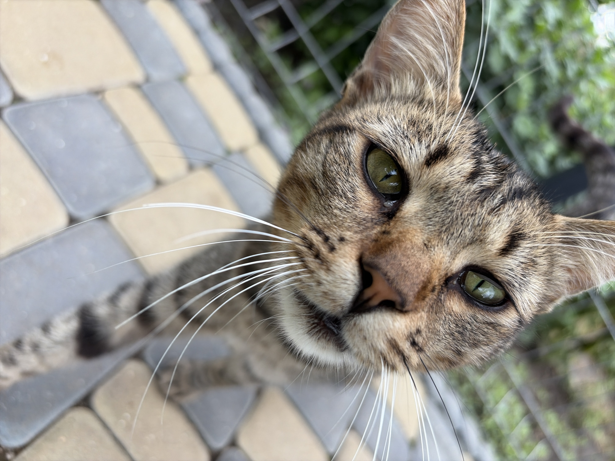 This is a close-up, eye-level, portrait photograph of a tabby cat's face. The cat has green eyes, brown and black striped fur, and prominent white whiskers. The cat is looking directly at the camera, with its head tilted slightly. In the background, there is blurred greenery and a wire fence. The ground beneath the cat appears to be a paved walkway with rectangular stones in shades of beige and gray. The setting is outdoors, likely in a residential or garden area, with no specific identifiable landmarks of Oxentea, Moldova. No people are visible in the frame.