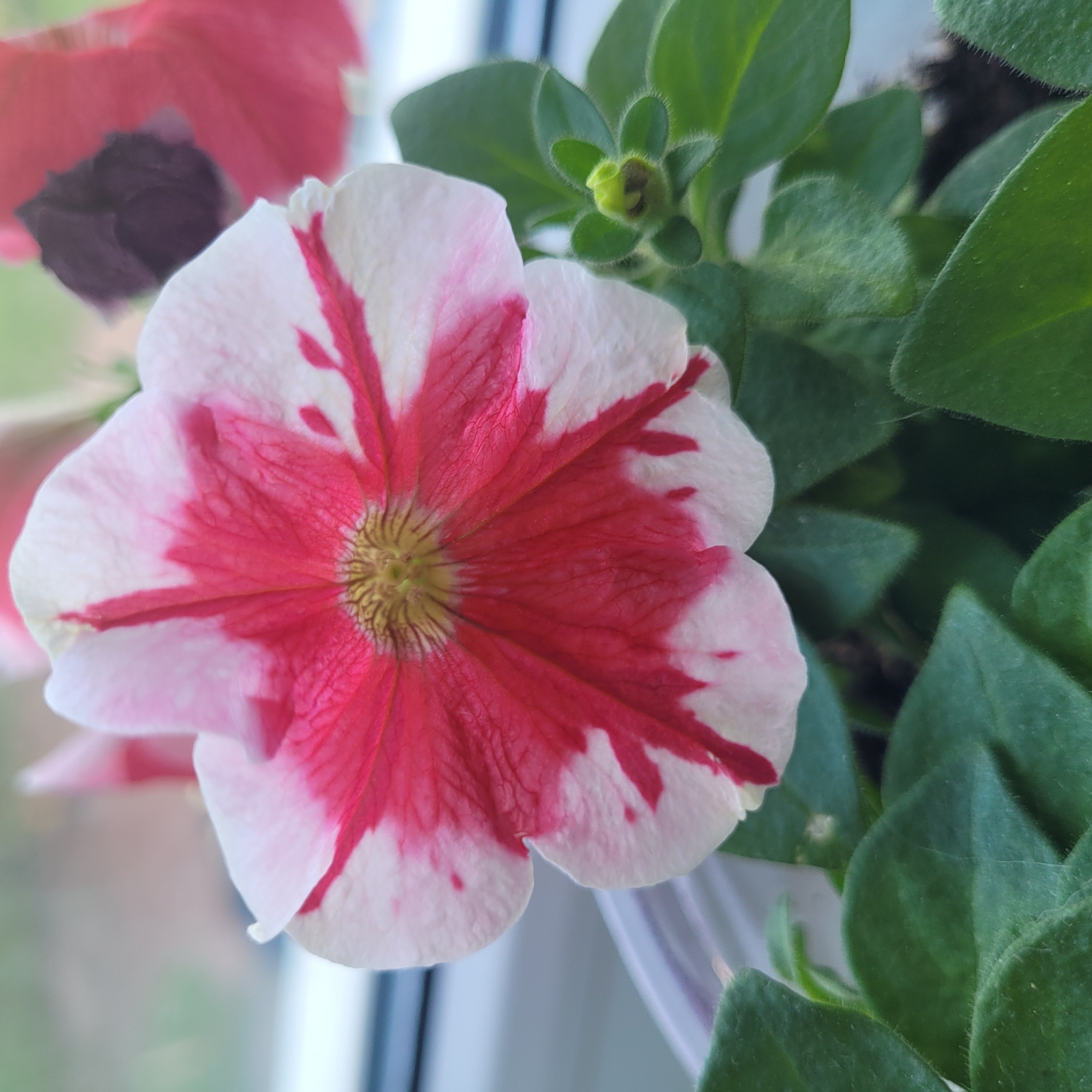 A close-up, high-angle shot shows a pink and white petunia flower with red streaks. The flower is in focus and positioned in the center of the frame. The background is blurred, with hints of green foliage and a light-colored surface that could be a windowsill. A small green bud is visible to the right of the flower. The scene is indoors, likely a residential setting, with no indication of Jūrmala, Latvia.