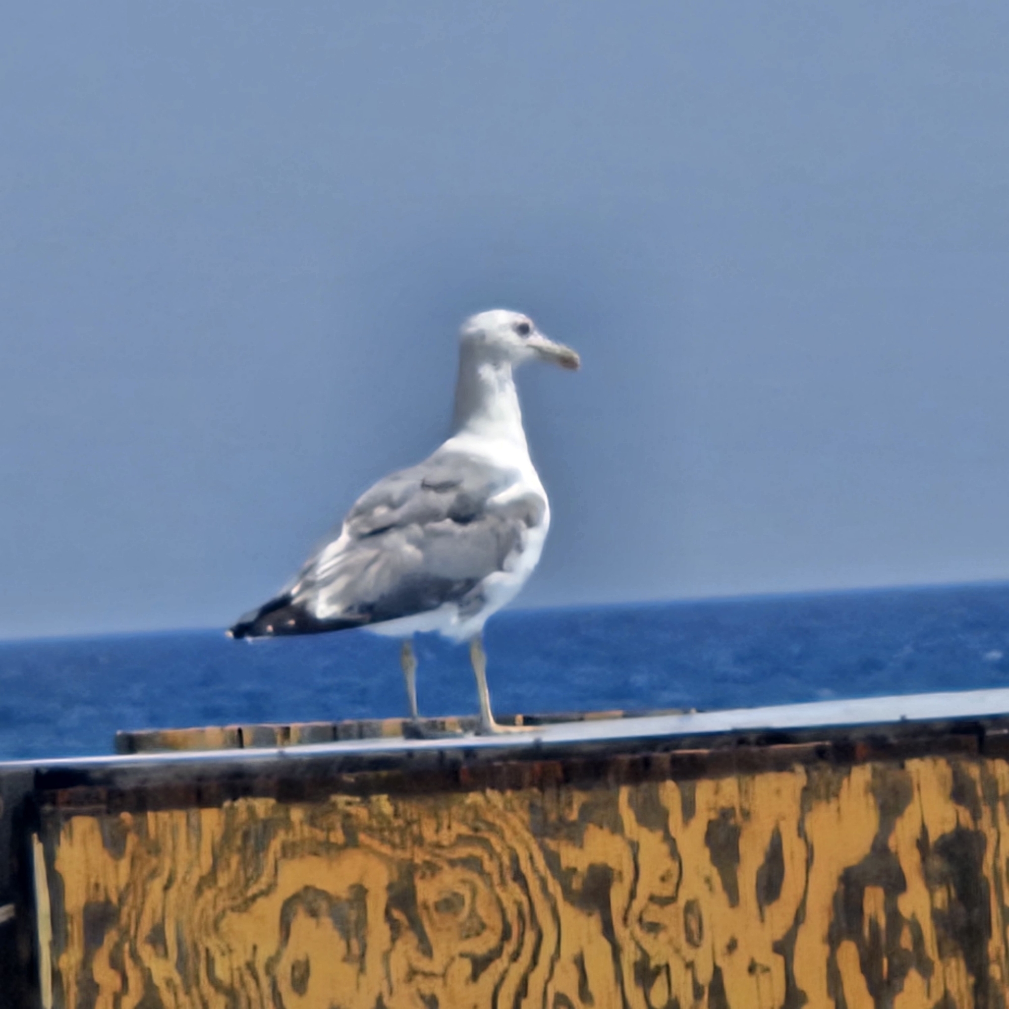A seagull stands on a wooden surface with the ocean and sky in the background. The seagull is mostly white with grey markings on its wings and back. It is facing to the right. The wooden surface appears to be weathered and has a distinctive wood grain pattern. The ocean is a deep blue, and the sky is a lighter blue. The scene is likely outdoors, possibly on a pier or waterfront. There is no information to indicate the location in Savona, Italy.