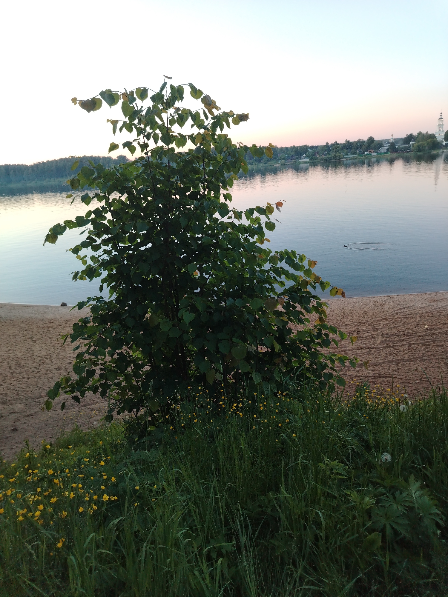 The image presents a serene waterside scene located in Rusanovo, Russia, observed during either dawn or dusk, as indicated by the soft, diffused light and pastel gradient in the sky. In the immediate foreground, a dense expanse of tall green grass covers the lower third of the frame, interspersed with numerous small yellow flowers, identifiable as buttercups, and a few white dandelion seed heads. Centrally positioned, a robust deciduous tree or large bush with dark green foliage dominates the mid-ground, its branches extending towards the upper left. Adjacent to the tree's left side and extending into the lower left quadrant, a sandy bank is visible, exhibiting faint tracks or indentations. This bank transitions into a calm body of water, likely a river or lake, which occupies the central horizontal band of the image. The water surface reflects the sky, displaying subtle shades of light blue and pink. Within the water, towards the right, a small, dark, elongated object is observed moving, producing two distinct, parallel V-shaped ripples trailing behind it, suggesting movement towards the left. The distant shoreline, positioned in the background, is characterized by a line of trees interspersed with structures of a settlement. A prominent white building with a tall, multi-tiered bell tower or spire, consistent with a church, is visible on the far right of the distant shore. The sky above is largely clear, exhibiting a pale blue hue that subtly shifts to a very faint pinkish-orange tone near the horizon line. No people are visible within the frame.