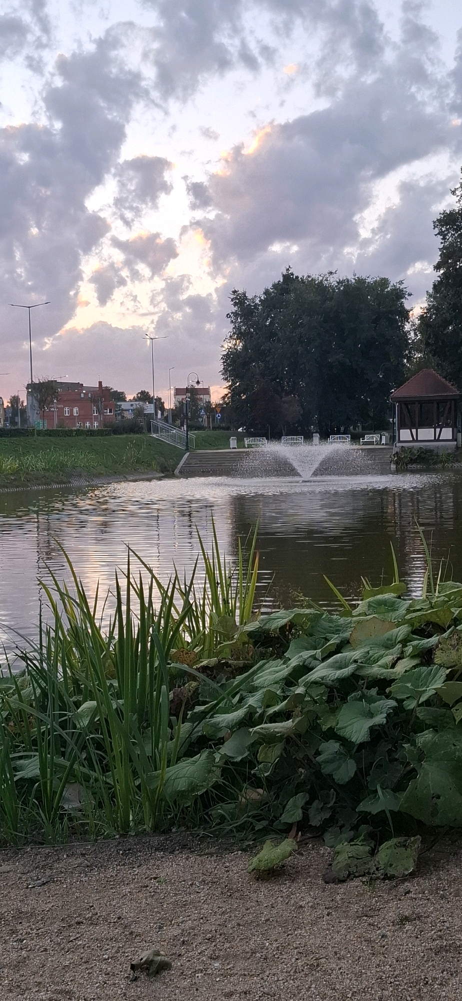 The image depicts a tranquil scene at a pond with a fountain in the city of Żary, Poland. The sky is filled with dramatic clouds, tinged with the soft colors of either sunrise or sunset, casting a gentle light on the surroundings. In the foreground, lush green plants and large-leaved vegetation grow along the edge of the pond, with their reflections rippling on the water's surface.
The pond itself is the central focus, with a white fountain spraying water in the middle, creating a dynamic visual element. Beyond the pond, a paved area with steps leads up to a grassy embankment. Several white benches are visible, suggesting a public park or recreational area. Further in the background, a cluster of red-brick buildings with white window frames line a street, indicative of urban development. Tall streetlights punctuate the landscape, and a large, mature tree stands prominently on the right side of the image. A small, open-sided gazebo with a brown roof is also situated near the pond, adding to the park-like atmosphere. The ground in the immediate foreground is covered with small gravel. The overall impression is one of a serene urban park setting, bathed in the soft, ambient light of dawn or dusk.