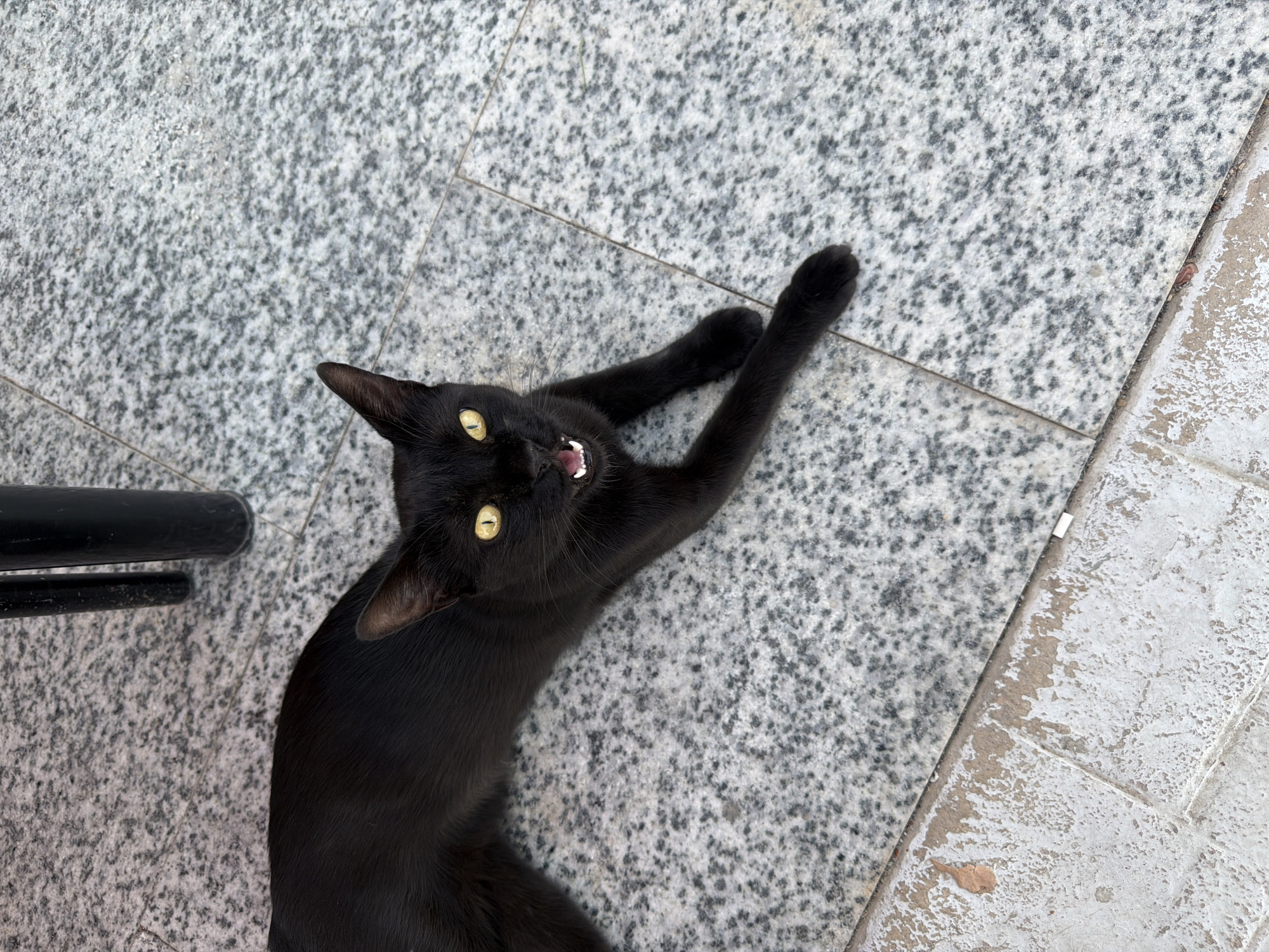 A black cat with yellow eyes lies on a speckled grey tiled floor, its mouth open, appearing to yawn or meow. The cat is positioned on the left side of the image, with its body stretched out. In the background, the legs of a dark-colored table or chair are visible, along with more of the speckled tiling. The environment appears to be an outdoor area, possibly a patio or walkway, given the type of flooring. The image does not provide any specific details to place it in Sharm El Sheikh, Egypt.