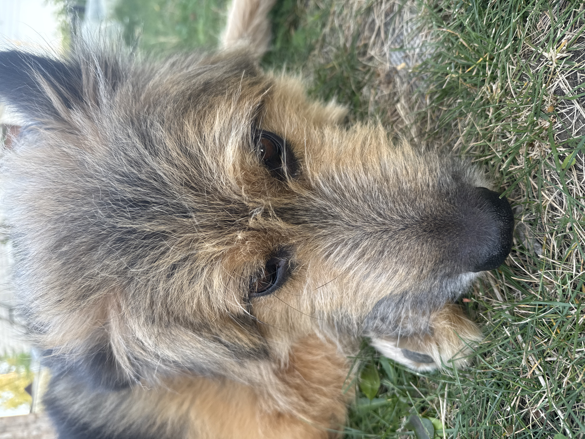 A close-up, low-angle shot shows a medium-sized, scruffy dog resting on green grass. The dog's head is bowed, with its muzzle nearly touching the ground. Its fur is a mix of tan, black, and grey, with longer strands around its face. The dog's eyes are dark and appear to be looking down. The background is blurred but suggests an outdoor setting with some foliage and possibly a building in the distance. The scene is devoid of any human presence, other objects, or notable actions. The location is specified as Tavrovo, Russia.