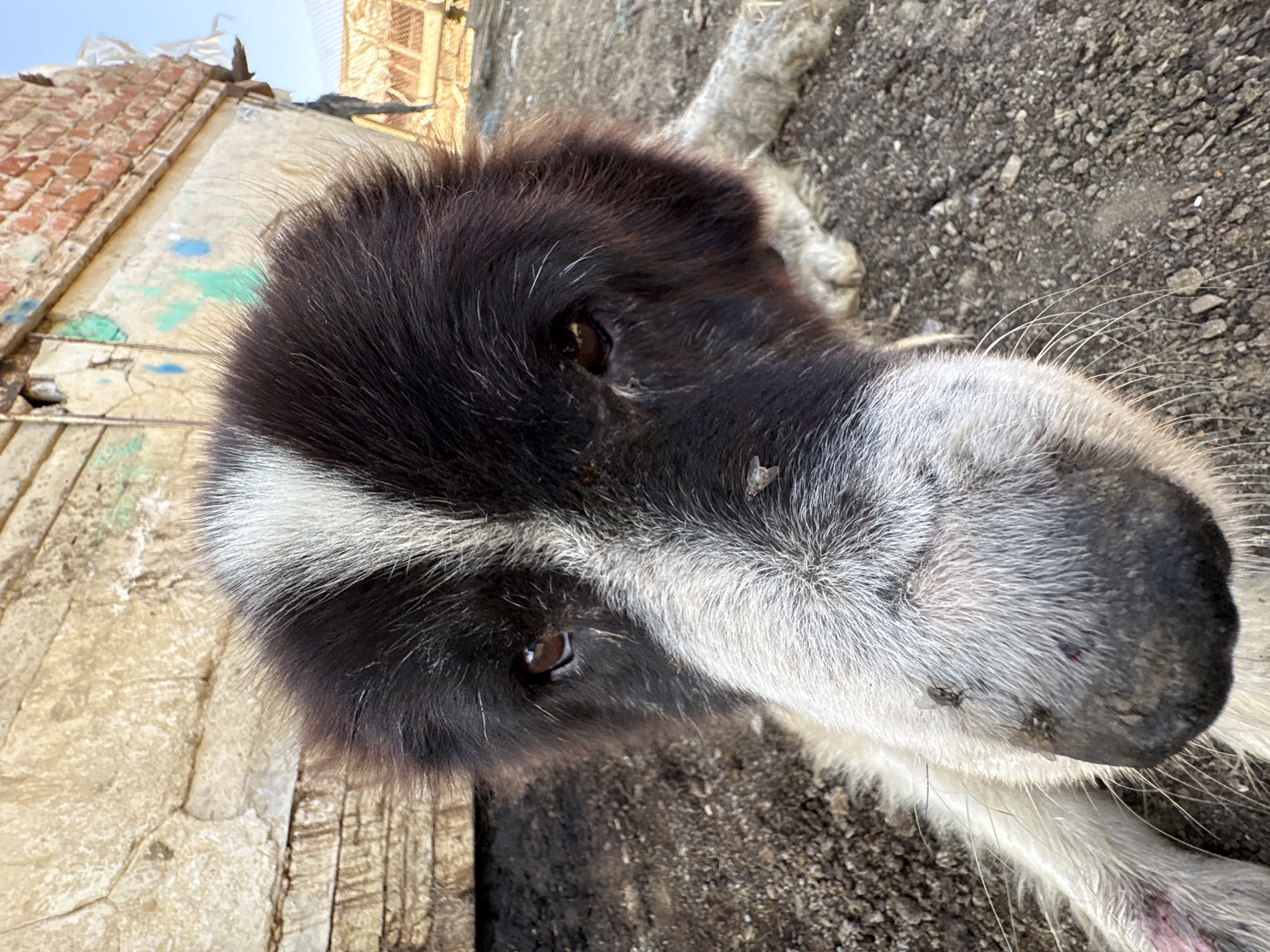 The image is a close-up, low-angle shot of a large, black and white dog lying on the ground in Tankovo, Bulgaria. The dog's head fills most of the frame, with its snout and a portion of its body visible. The dog has dark brown eyes, a black nose, and fur that is predominantly black with a white stripe down its forehead and snout. Several flies are visible on the dog's snout. The ground appears to be dirt and gravel. In the background, there is a rough, textured wall made of stone and brick, with some graffiti on its surface. The overall environment suggests an outdoor, somewhat unkempt area, possibly a rural setting or the outskirts of a town. The lighting indicates it is daytime, with sunlight casting shadows. There are no people or other animals visible in the image.