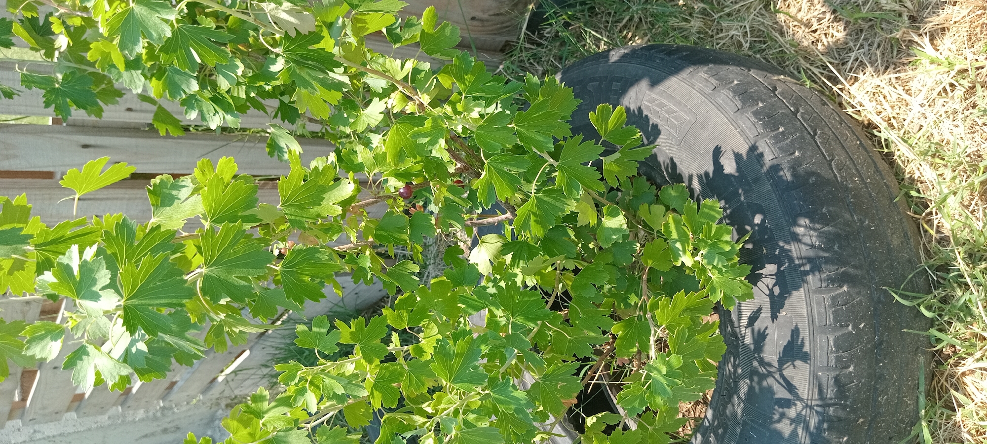 A bush with green leaves and red berries is growing in an old tire. The tire is sitting on dry grass. In the background, a wooden fence can be seen. The scene appears to be outdoors on a sunny day. The location is Unknown, Unknown.
