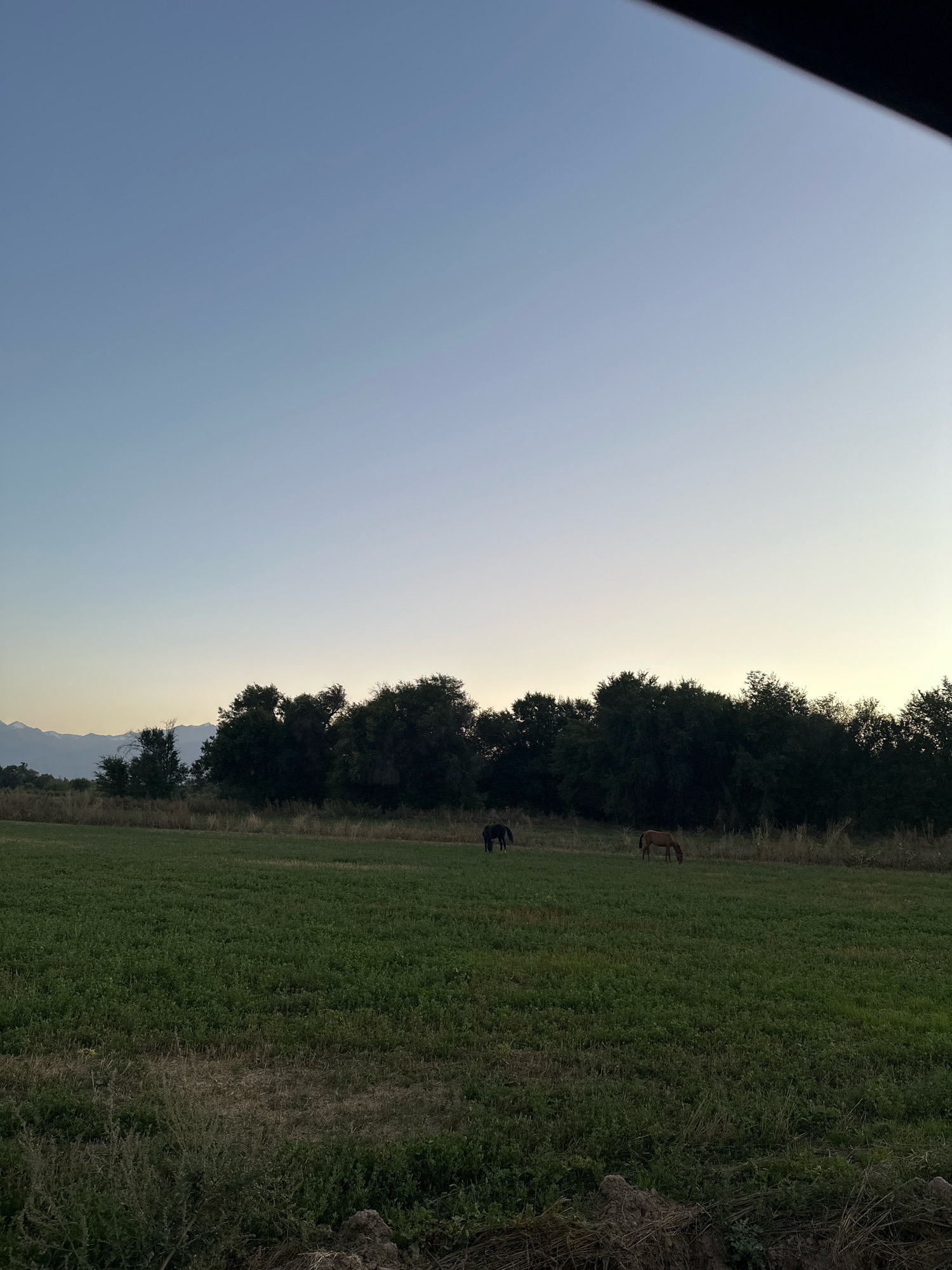 This is a wide-angle, full shot taken from a low perspective of a grassy field with two horses grazing. In the middle ground, a dense line of dark green trees forms a backdrop, with faint, muted mountains visible in the far distance. The sky is a gradient of pale blue and a soft, hazy yellow, suggesting either early morning or late evening. One horse is a dark, solid color, and the other is a light brown or chestnut color. They are positioned apart from each other, both with their heads down, engaged in grazing. The foreground is primarily a textured expanse of green grass with patches of dry, brown vegetation. There are no people visible in the frame. The image is static, capturing a peaceful, rural moment. The location is specified as Tash-Kuduk, Kyrgyzstan.
