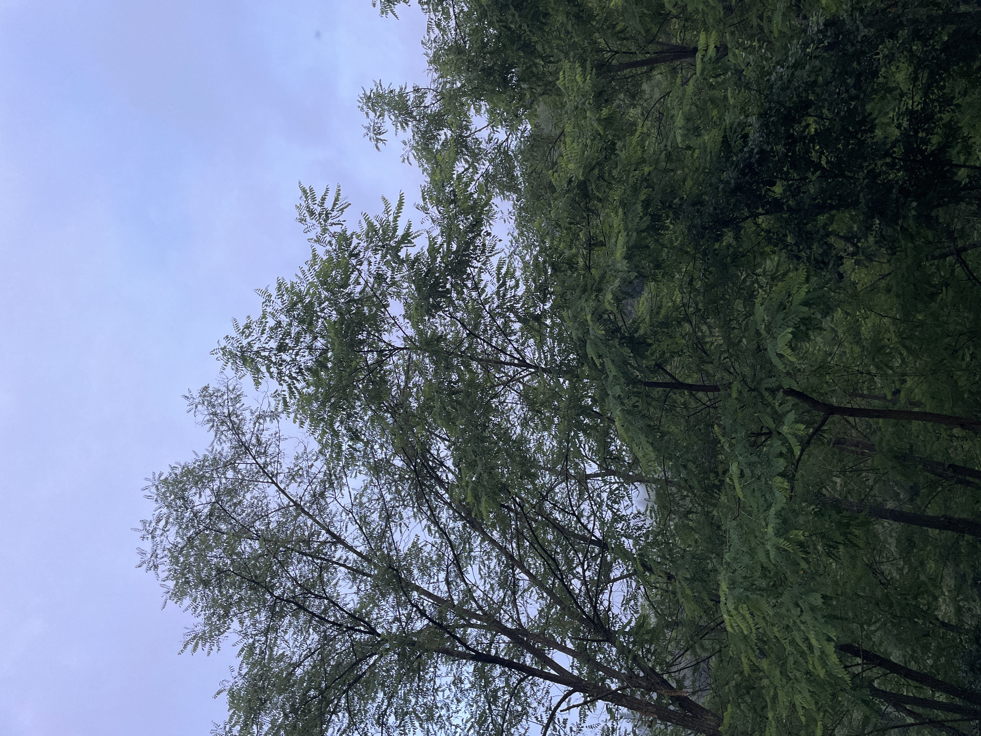 The image depicts a cluster of trees with dense green foliage against a pale, overcast sky. The trees are a mix of deciduous varieties, with intricate branching patterns visible through the leaves. The lighting suggests it may be early morning or late evening, or a heavily clouded day. The scene appears to be in a natural or park-like setting, possibly on the outskirts of the city of Zlatograd, Bulgaria, characterized by lush greenery and a diffused, natural light. There are no people or discernible human activity in the frame.