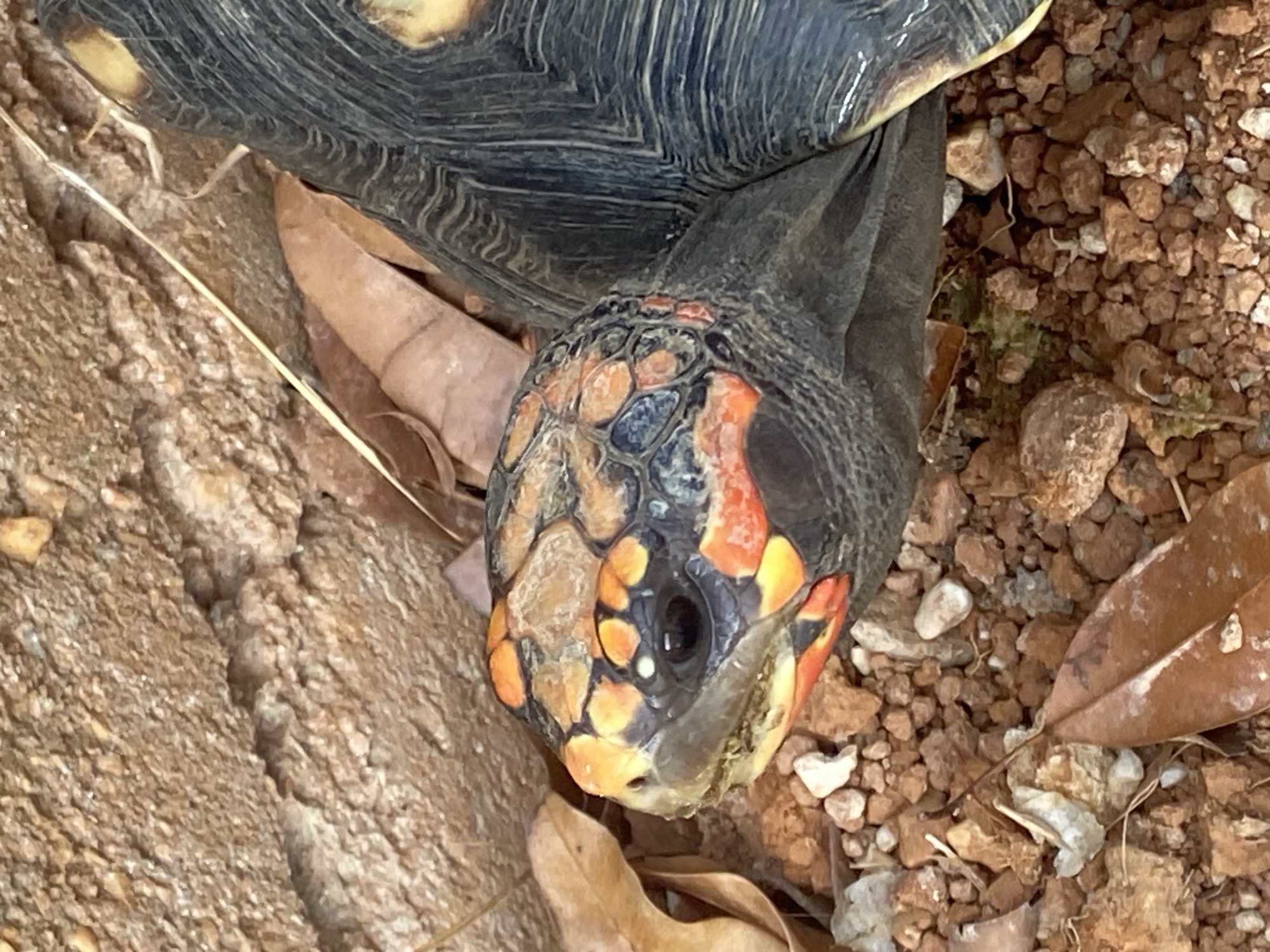 A close-up, high-angle photograph depicts a Red-footed Tortoise (Chelonoidis carbonarius) in an outdoor setting. The tortoise's dark carapace (shell) is visible in the upper portion of the image. The tortoise is positioned on a surface composed of small, reddish-brown pebbles and scattered dried leaves. A section of a textured, light-brown rock is visible on the left side of the frame. The tortoise's head is in clear focus, revealing its distinctive markings: a mosaic of orange, yellow, and dark patches. Its dark eye is open and visible. The location is suggestive of a natural habitat, likely in the vicinity of Tinaquillo, Venezuela, given the species' native range.