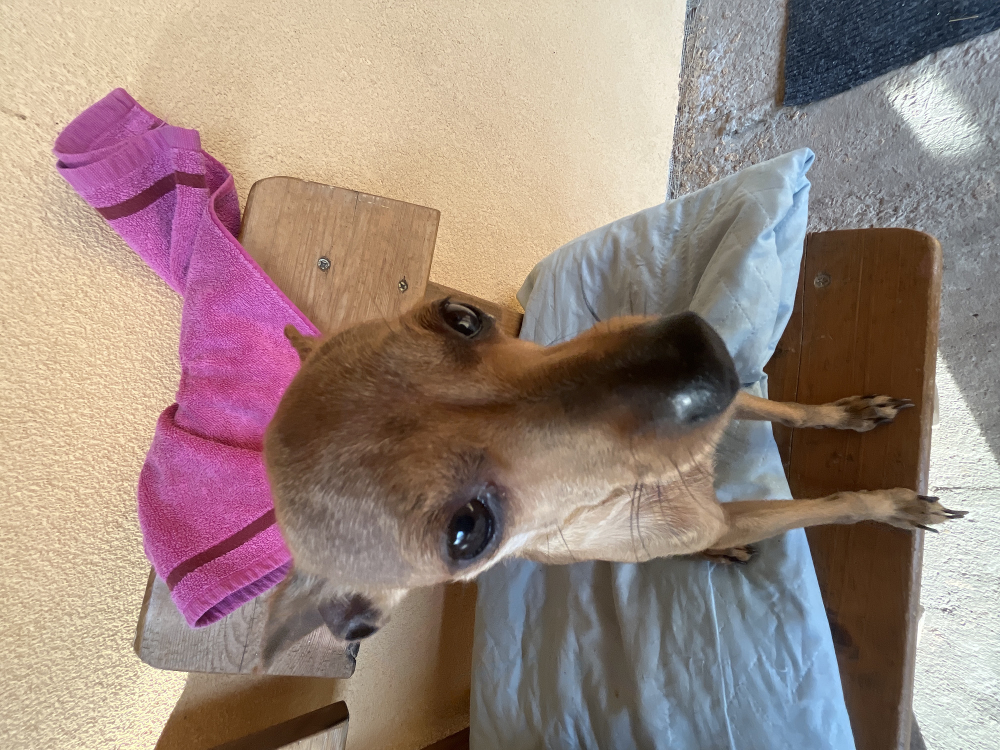 A close-up, high-angle shot depicts a brown Chihuahua-mix dog sitting on a wooden chair covered with a light blue quilted pad. A folded pink towel with a maroon stripe rests on the chair to the left of the dog. The background consists of a textured yellowish wall, a portion of a beige floor, and a small section of a dark rug. The dog is the main subject, looking upwards with wide eyes, its long snout prominent in the frame. The scene likely takes place indoors, with natural light illuminating the subject and its surroundings. There is no indication of the location being Loznitsa, Bulgaria, in the image.