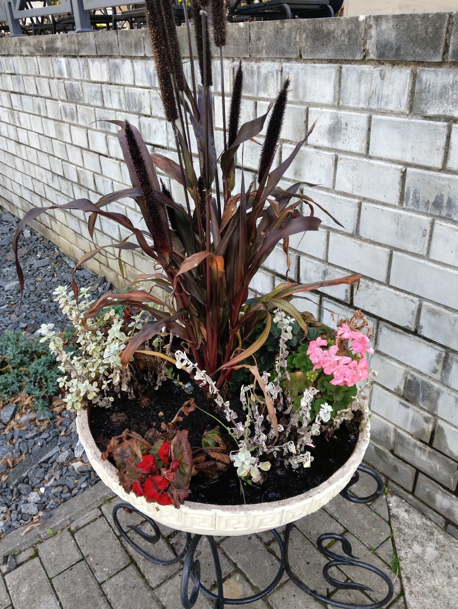 A pot of assorted plants sits on a metal stand in front of a white brick wall. The pot is white and has a decorative rim. In the center of the pot is a tall, dark-colored grass with feathery plumes. Surrounding the grass are smaller plants with white and pink flowers, and some red begonias. The ground around the pot is paved with gray bricks and gravel. The brick wall is made of rectangular blocks and appears to be weathered. In the background, a metal railing and some dark furniture are visible. This scene is located in the city of Hrodna, Belarus.