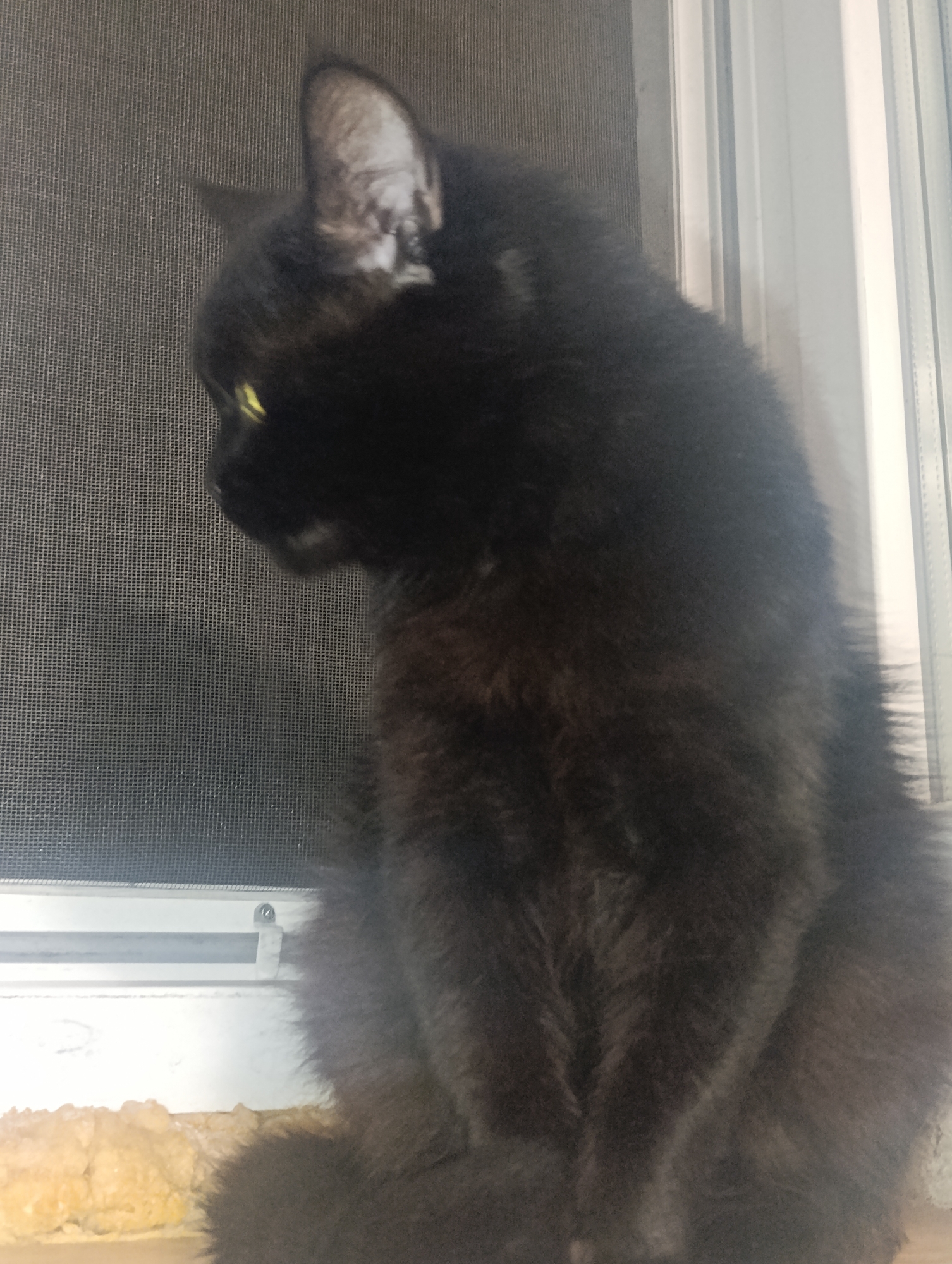 A black cat with yellow eyes sits on a windowsill, looking out through a window screen. The cat is mostly in profile, with its head turned to the left. The window frame is visible on the right side of the image, and the windowsill has some light-colored material on it. The background consists of the window screen and the exterior view. This scene is likely a domestic setting.