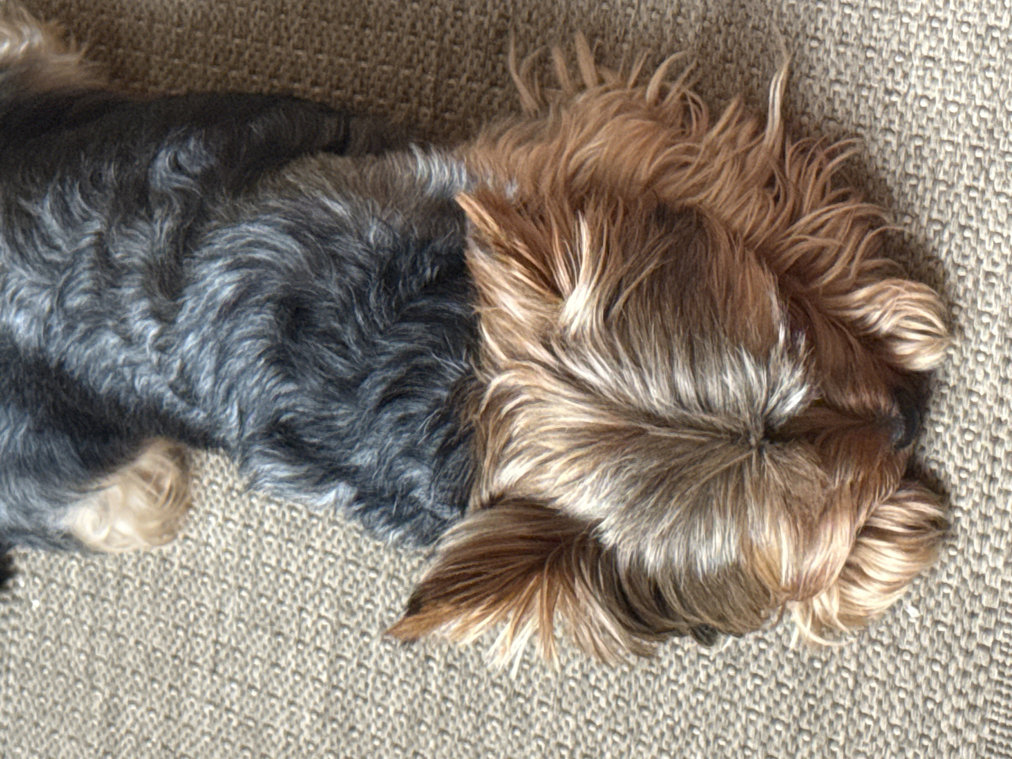 A close-up, top-down view shows a Yorkshire Terrier lying on a carpeted surface. The dog's back is dark gray and black, while its head and chest are a lighter tan and brown. The carpet is a neutral beige with a woven texture. The dog's face is mostly hidden, tucked into its paws. No other subjects or objects are visible in the frame. The image does not provide any information about the location in the city of Rudamina, Lithuania.