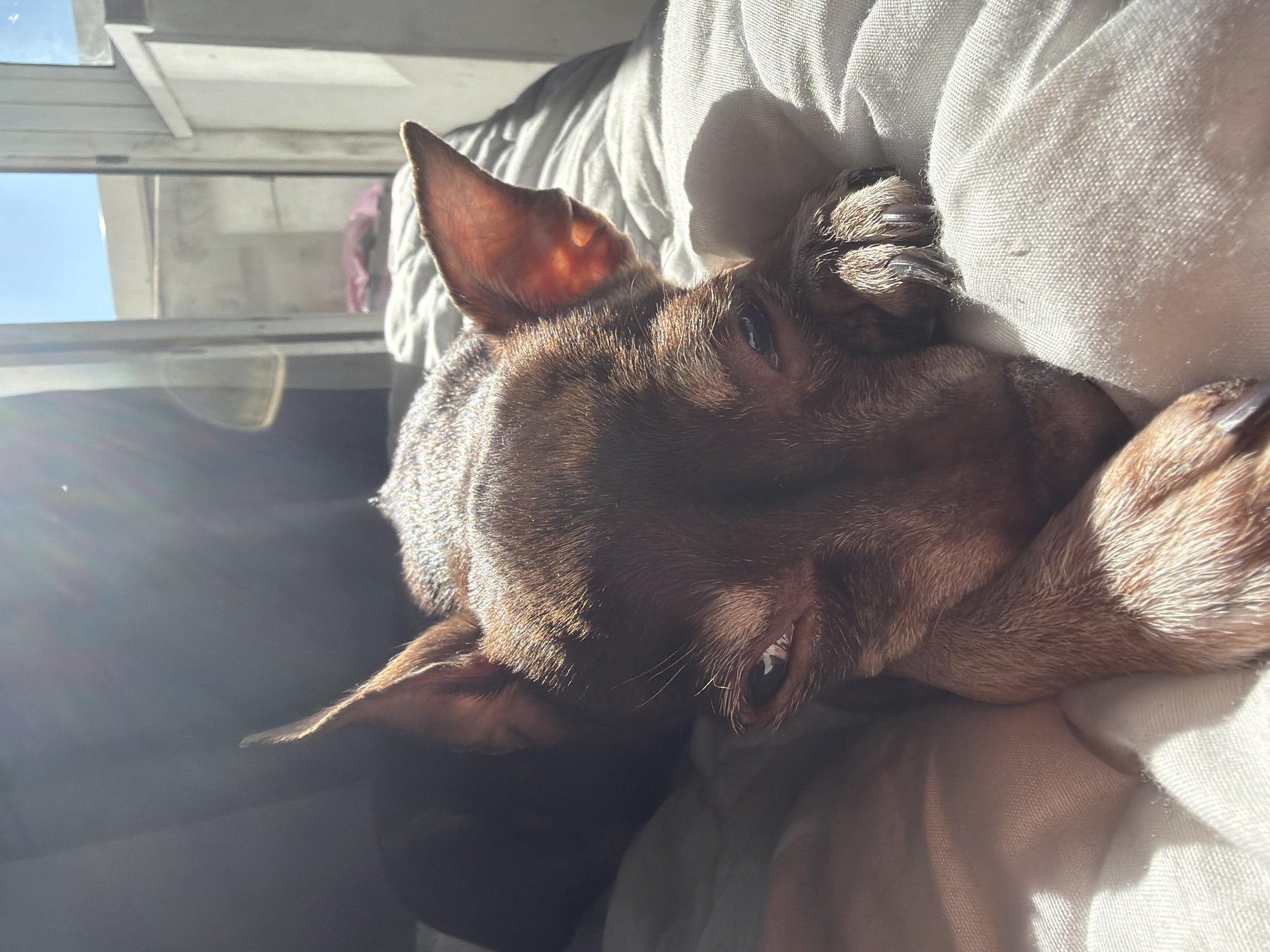 A brown miniature pinscher dog is lying down on a white textured surface. The dog's head is oriented to the left, with its ears perked. Sunlight is illuminating the left side of the dog's face and ear. The background shows a partially visible window with a blue sky outside. The setting does not provide enough information to determine if the photo was taken in Saint Petersburg, Russia.