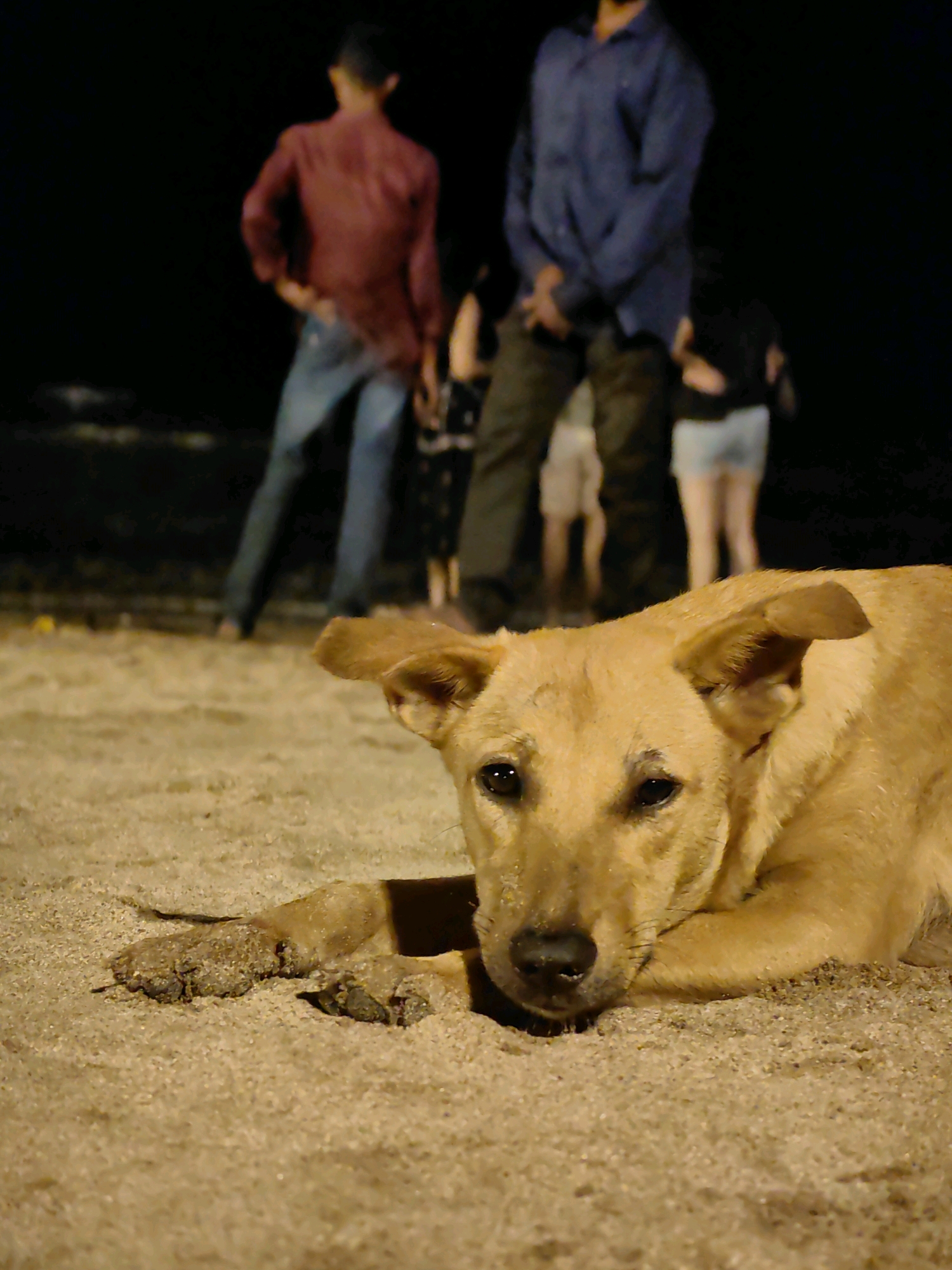 At night, a light-brown dog lies on sandy ground in the foreground, looking towards the camera. Its ears are slightly raised, and its muzzle is resting on its paws. In the blurred background, several people are standing. Two men are visible in the mid-ground: one in a maroon shirt and blue jeans, and another in a blue collared shirt and dark pants. Other individuals, their features indistinct, are also present. The setting appears to be a beach, likely in Mumbai, India, given the presence of people dressed casually and the sandy environment illuminated by an unseen light source in the dark.