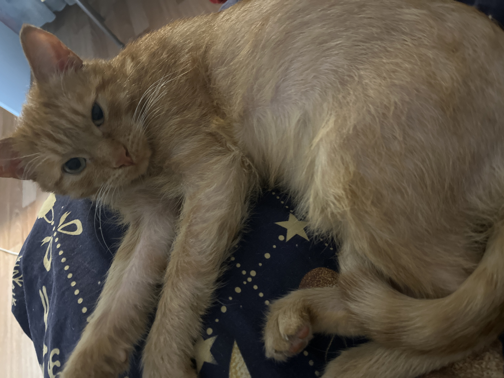 An orange cat rests on a blue patterned fabric. The cat is positioned in the center of the frame with its head turned to the left and its body curled slightly. The fabric has a dark blue background with golden patterns of stars and other celestial motifs. The environment suggests an indoor setting. The cat appears relaxed. It's impossible to ascertain if this photo was taken in Chaikovsky, Russia.