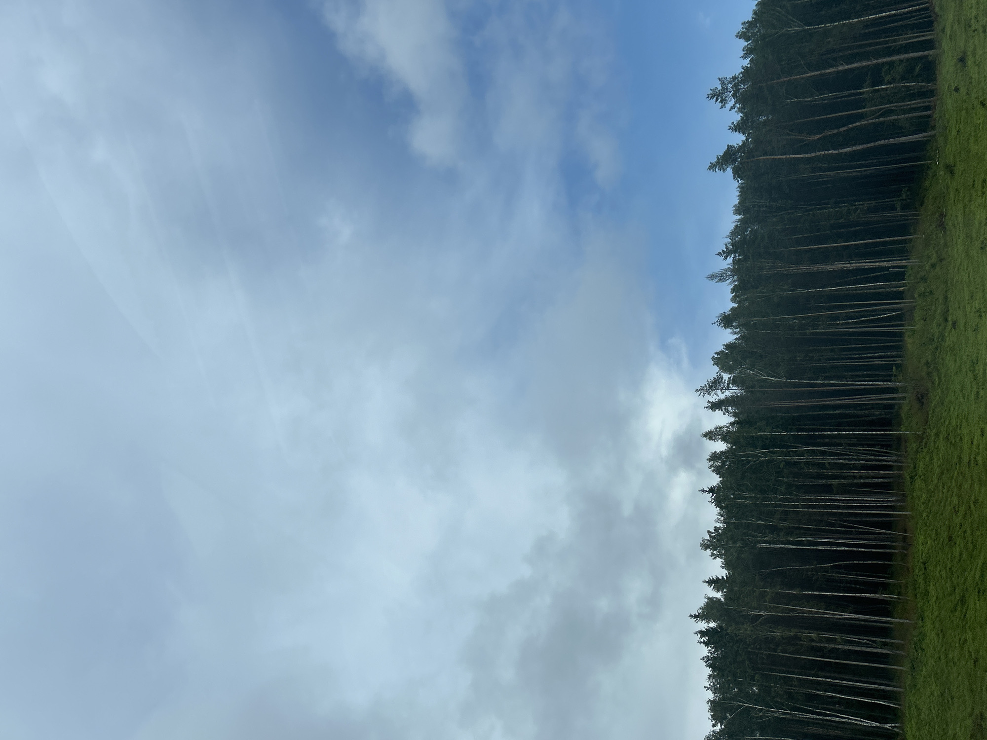 The image captures a dense forest of tall, slender trees, predominantly birches and pines, lined up against a backdrop of a cloudy sky. The trees, with their dark green foliage and light-colored trunks, form a sharp contrast with the lush green grass in the foreground. The sky above is a mix of pale blue and varying shades of gray clouds, suggesting an overcast or partially cloudy day. The scene appears to be a natural landscape, likely in a rural or forested area.
