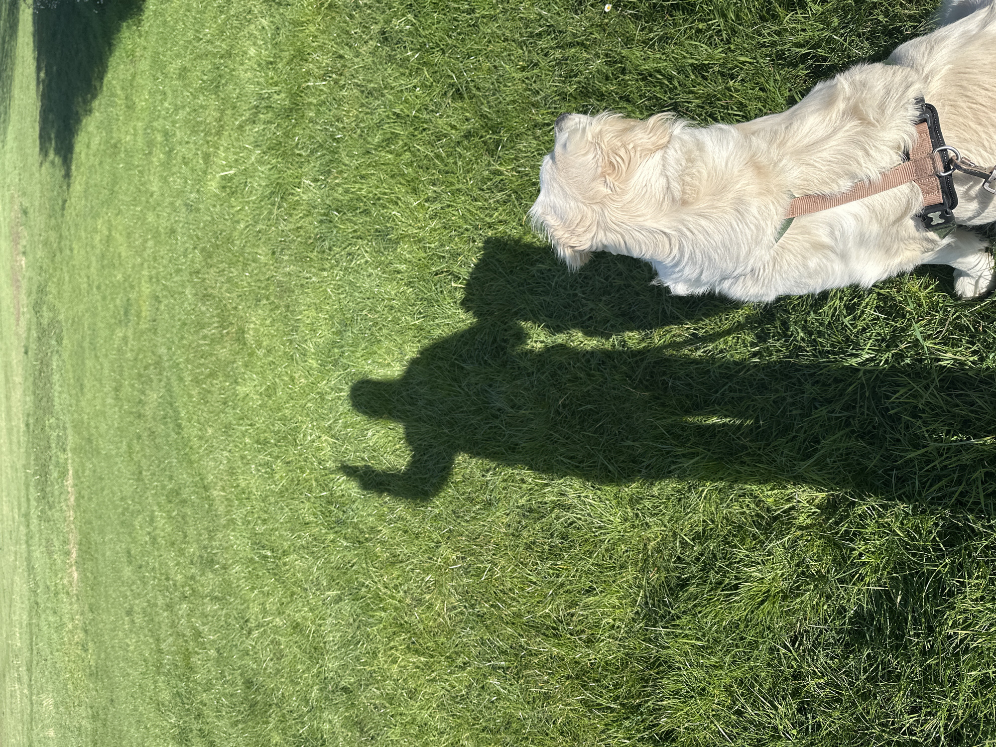 A light-colored dog, appearing to be a Golden Retriever, is depicted seated on vibrant green grass, viewed from an elevated perspective looking forward. The dog wears a light brown harness with a black plastic buckle system and a visible metal D-ring for leash attachment. To the left of the dog, the distinct elongated shadow of a human figure is cast upon the grass. This shadow shows a raised left arm with a hand performing a "thumbs up" gesture. The environment consists of uniformly cut green grass under bright, direct sunlight, which creates crisp, dark shadows. The background is an undifferentiated expanse of the same green grass, indicative of a park or large open field. No specific landmarks or architectural features are present to precisely identify a location within the city of London, United Kingdom.