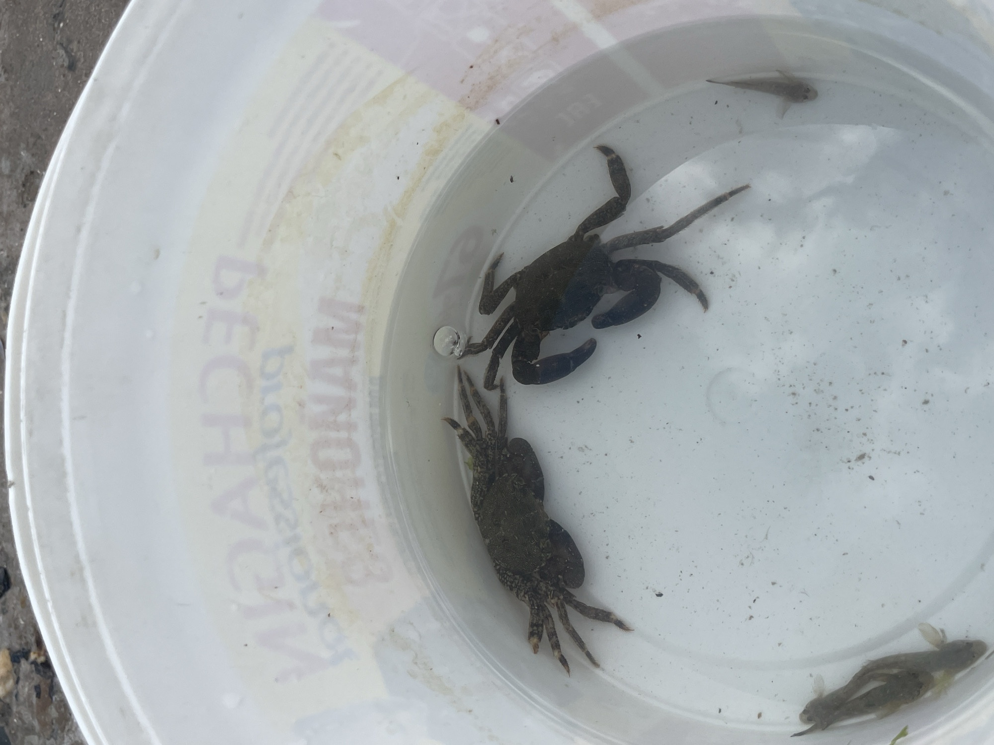 The image shows the inside of a white plastic bucket containing water, two crabs, and three small fish. The crabs are dark brown and appear to be alive, with one on the left and another on the right, slightly closer to the center. The fish are also submerged in the water, with two clustered together on the left side and one further to the right. The bucket has some faded text and markings on its interior surface, suggesting it might be a repurposed container. The background outside the bucket is blurred and appears to be a rough, textured surface, possibly ground or pavement. The scene suggests a collection of marine or freshwater life within the bucket. The location is Novorossiysk, Russia.
