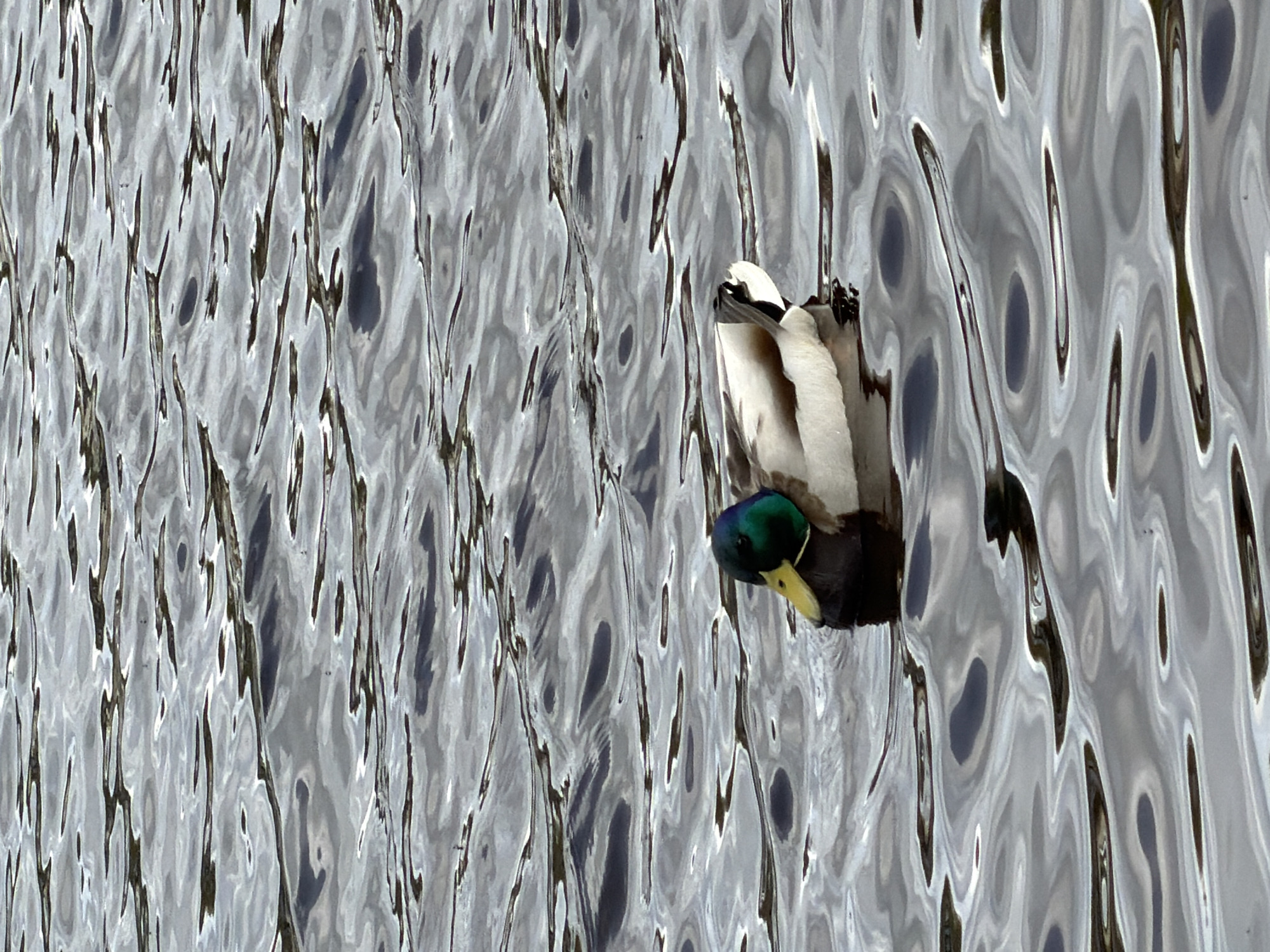 A mallard duck is swimming in water. The water's surface is rippled. The duck is positioned in the upper right of the frame with its head submerged in the water. Its green head and yellow beak are visible. The water surface is reflective and distorted. The scene appears to be in Pavlovo, Russia.