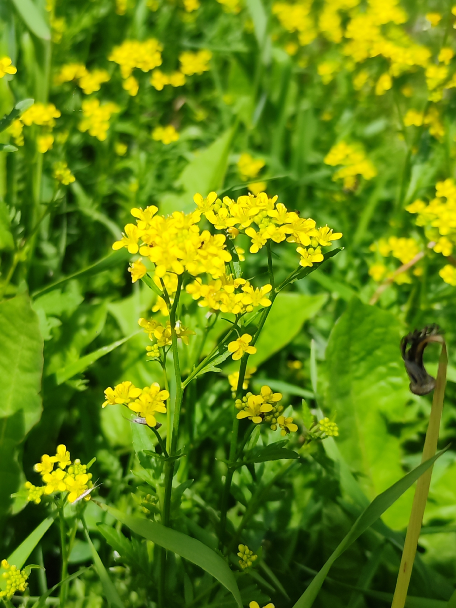 This image, captured in Chaikovsky, Russia, depicts a close-up, ground-level view of an outdoor natural scene dominated by vibrant yellow flowers and green foliage. The central subject is a dense cluster of small, bright yellow flowers, each with four petals, arranged in an upright inflorescence. Small, dark insects are observable on several of these yellow flower clusters. The background is composed of blurred green leaves and numerous other out-of-focus yellow flowers, indicative of a shallow depth of field. To the right of the primary flower cluster, a dark, desiccated, and curled plant structure rests atop a slender, pale green stem. Various green leaves, some sharply defined in the foreground and others blurred, are distributed throughout the frame. The scene is brightly illuminated by direct sunlight, casting distinct highlights and shadows. No human subjects are present. The environment is consistent with a field or meadow during daytime conditions.