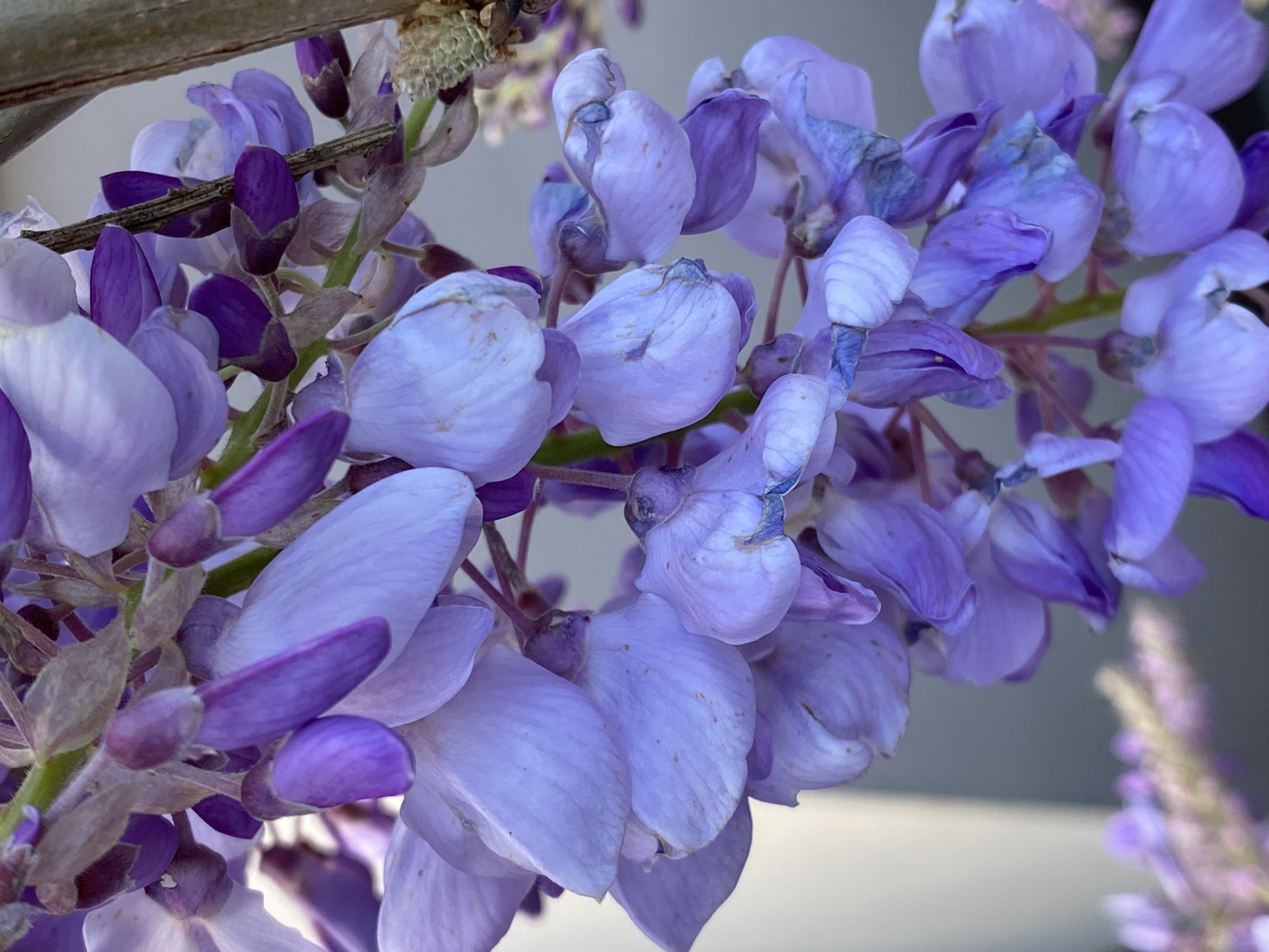 A close-up captures a cluster of wisteria flowers in various shades of purple. The flowers are densely packed, with buds visible among the fully opened blossoms. A branch extends across the top left corner of the frame. The background is out of focus. There is no evidence of the location, Budva, Montenegro, or any people, subjects, objects, actions, or interactions other than the presence of the wisteria flowers.