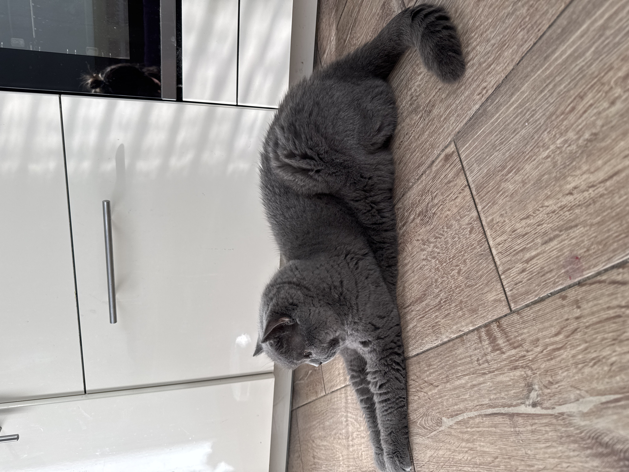 A gray cat lies on a wooden floor in front of white kitchen cabinets. The cat is in a relaxed position, with its front legs extended. The cabinets have silver handles. Sunlight casts shadows on the floor and cabinets, creating a striped pattern. A reflection of a person is visible in the black glass of an appliance to the right of the cabinets. The environment suggests an indoor residential setting.