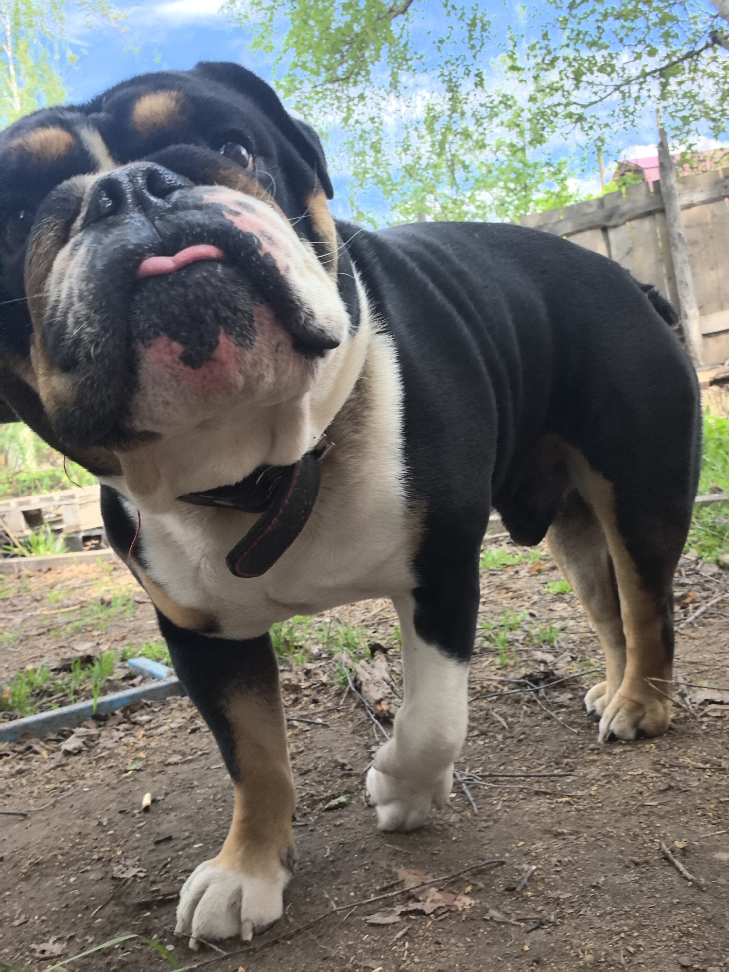 A bulldog with a black, tan, and white coat is standing on dirt and grass. The dog has its tongue sticking out slightly. There is a wooden fence in the background with some green foliage and blue sky visible above it. There is some wooden debris on the ground. The dog is wearing a black collar. The photograph was taken at Noviy, Russia.