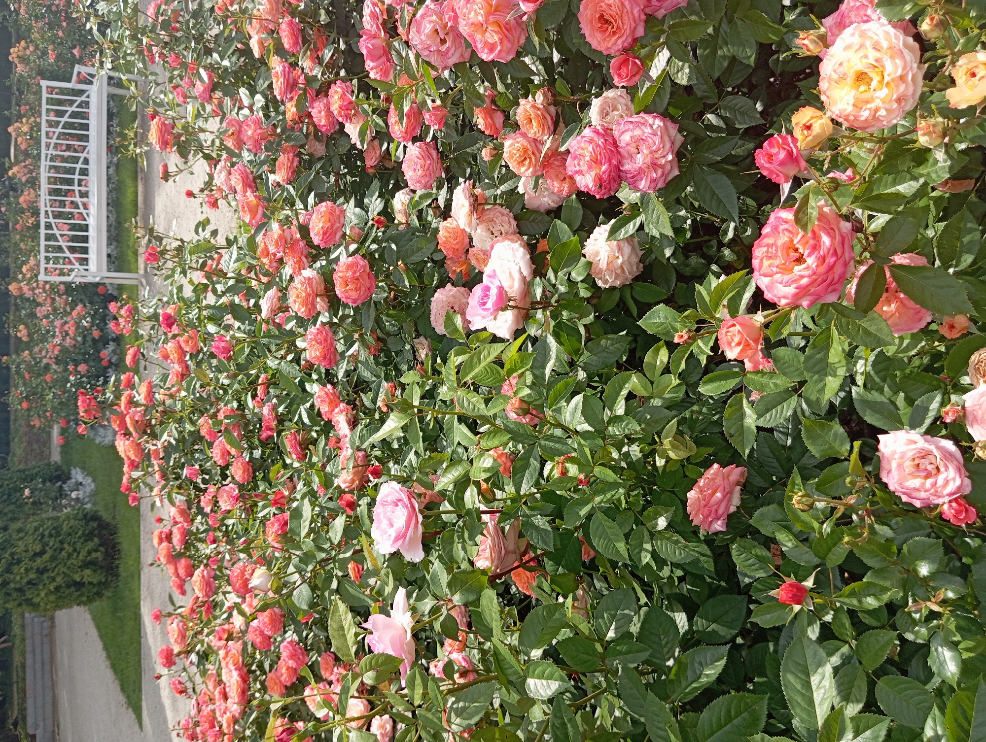 This image depicts a close-up view of a rose garden filled with blooming roses in various shades of pink, peach, and orange. The roses are densely packed, with many flowers and buds visible. Lush green foliage surrounds the blossoms. In the background, a white garden bench is visible, situated on a paved pathway. Beyond the bench, more rose bushes and greenery can be seen, along with a tall, conical evergreen tree. The scene suggests a well-maintained park or botanical garden.
This scene is located in the rose garden of the Branicki Palace in Białystok, Poland. The Branicki Palace, often referred to as the "Versailles of Podlasie," is a historic aristocratic residence surrounded by meticulously landscaped gardens, including a renowned rose garden that blooms throughout the warmer months. The white bench and paved pathway are characteristic features of the palace's formal gardens.