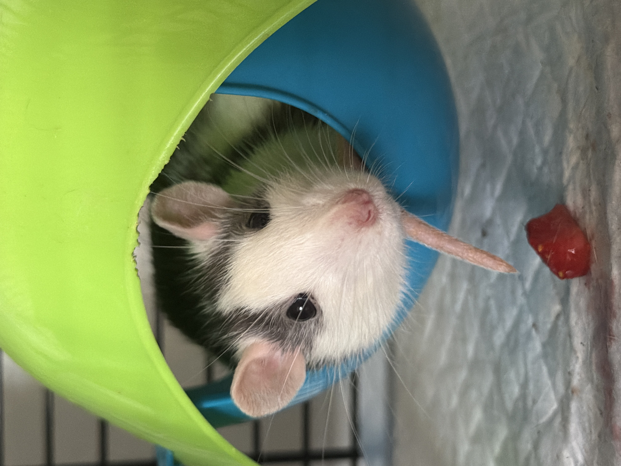 A close-up, eye-level shot shows a domestic rat with black and white fur peeking out of a bright green and blue plastic dome-shaped hideaway. The rat's face is partially visible, with its pink nose, dark eyes, and long whiskers prominent. Its tail extends downwards and out of the hideaway, with a small piece of red food, possibly a berry or a piece of fruit, positioned just in front of it on a textured, light-colored surface. The background shows a wire cage structure, suggesting the rat is in an enclosure. The image does not contain any elements that would suggest a location in Chaikovsky, Russia.
