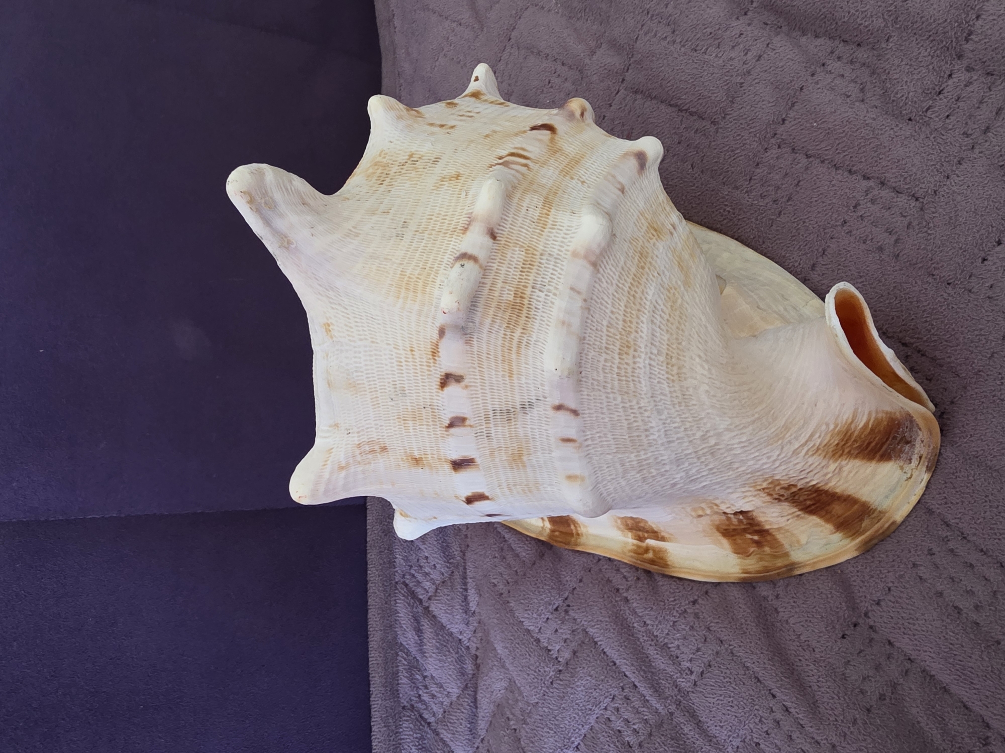 A large, cream-colored seashell with brown markings rests on a textured, purplish-gray surface. The seashell is positioned at an angle, with its pointed end facing left and its opening facing slightly upwards and to the right. The surface it lies on appears to be fabric, possibly a blanket or couch. Behind the seashell, a dark purple backdrop is visible. There are no people or any indication of location in the city of Sochi, Russia.