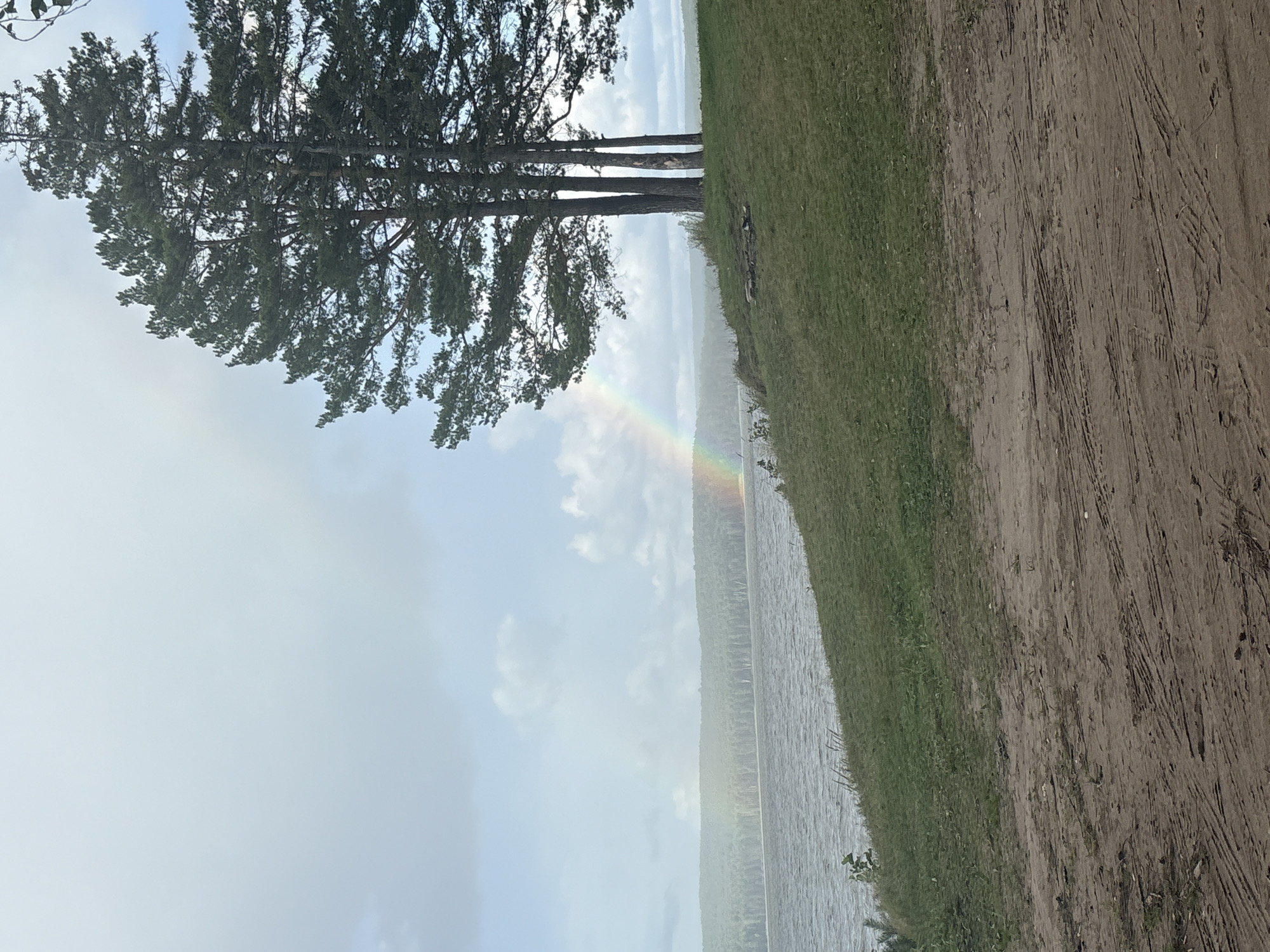 A picturesque landscape unfolds, featuring a tranquil body of water reflecting the overcast sky. A vibrant rainbow arches across the horizon, casting a spectrum of colors against the distant treeline. In the foreground, a grassy incline slopes down towards the water, dotted with a cluster of tall, slender pine trees. The ground at the very bottom of the image is a dirt path, showing visible tire tracks. The scene evokes a sense of natural beauty and serenity.