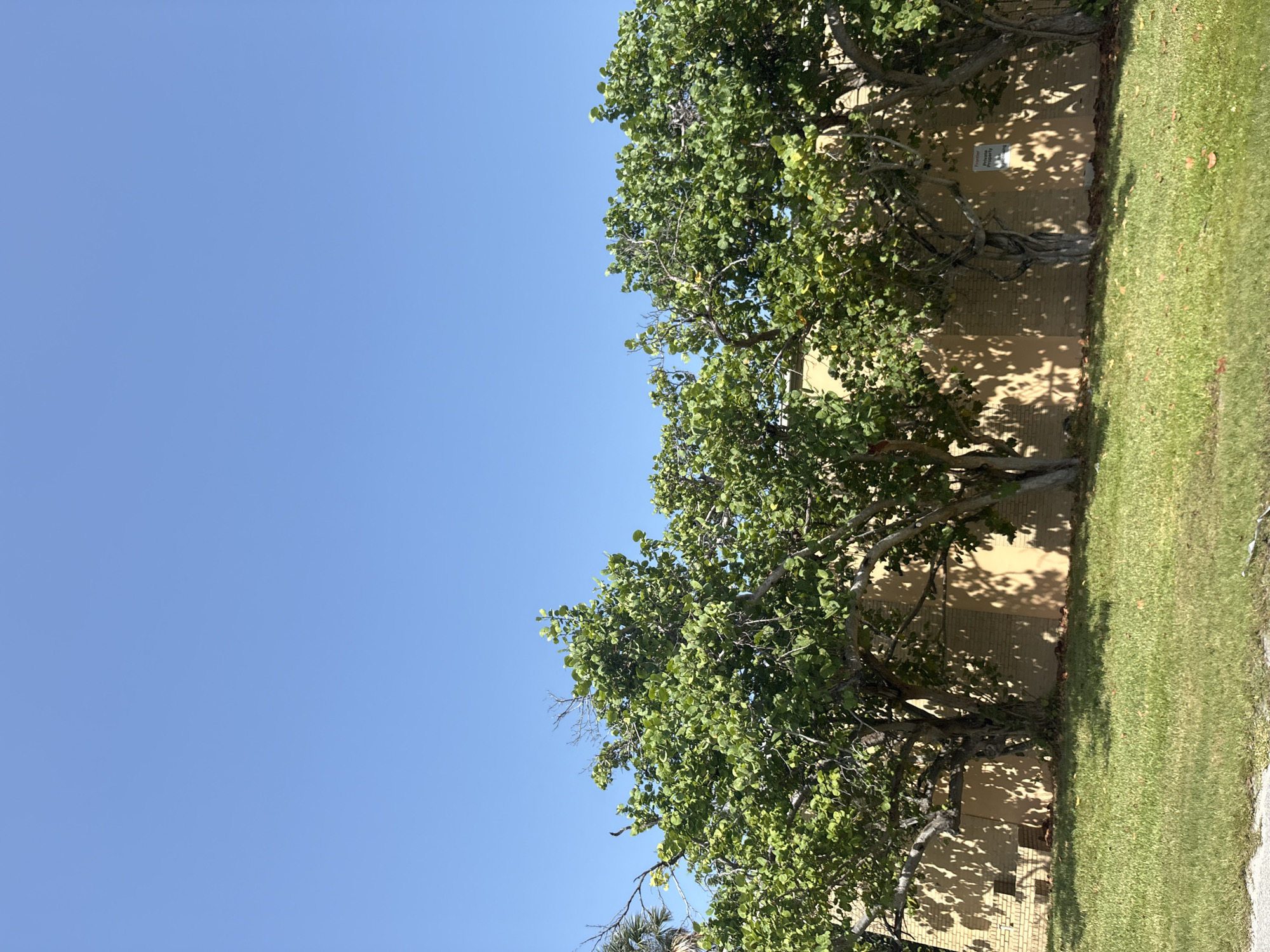 The image depicts a clear blue sky over a row of trees with lush green foliage. The trees are positioned in front of a light brown, brick building with a textured facade. Shadows from the trees are cast onto the building, creating a dappled pattern. A well-maintained green lawn with scattered fallen leaves is visible in the foreground. In the middle ground, a sign is attached to the building. The scene is located in Holmes Beach, United States of America.